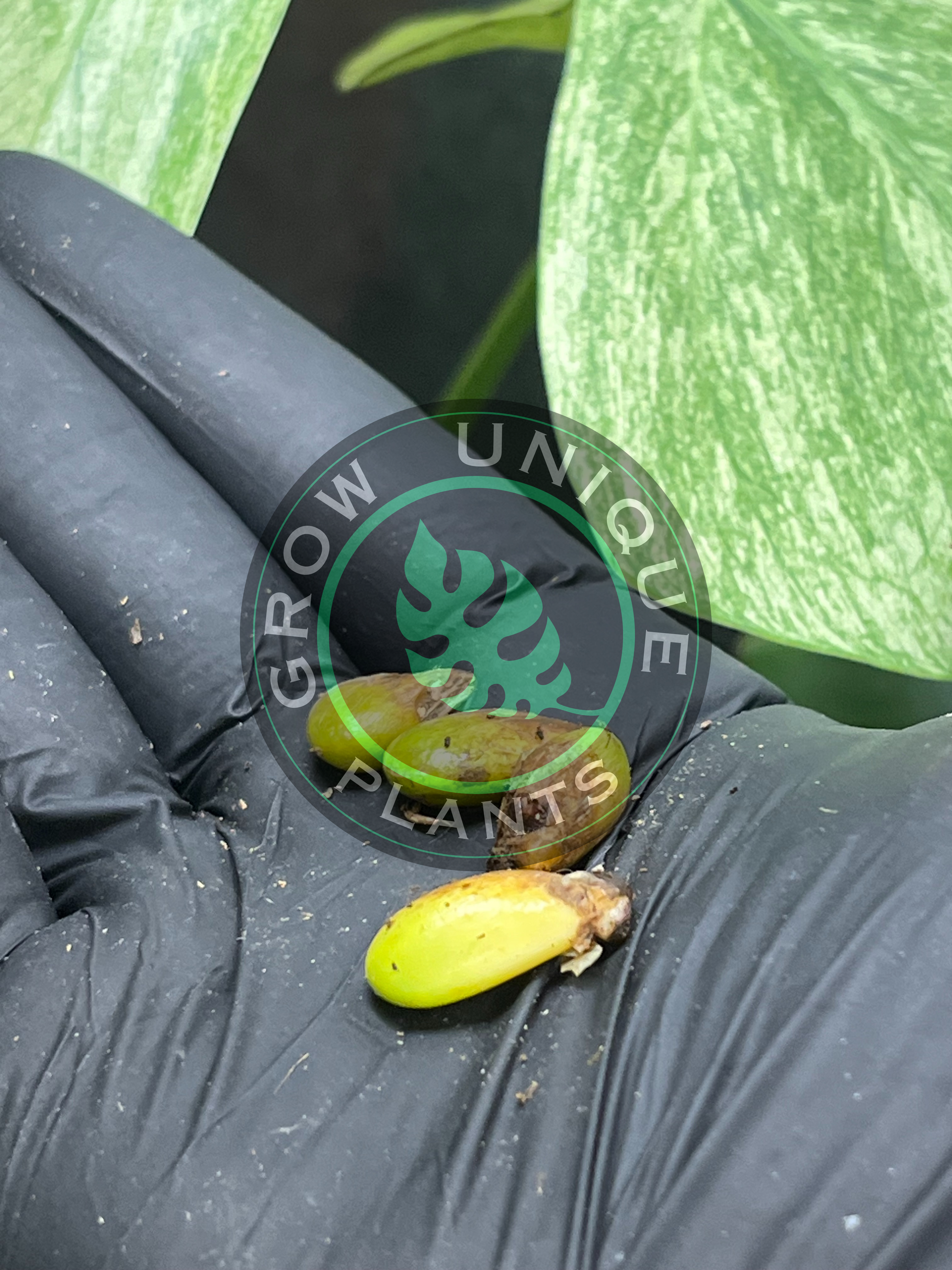 monstera seeds for sale Philodendron Monstera Mint SEED'S – Grow Unique Plants