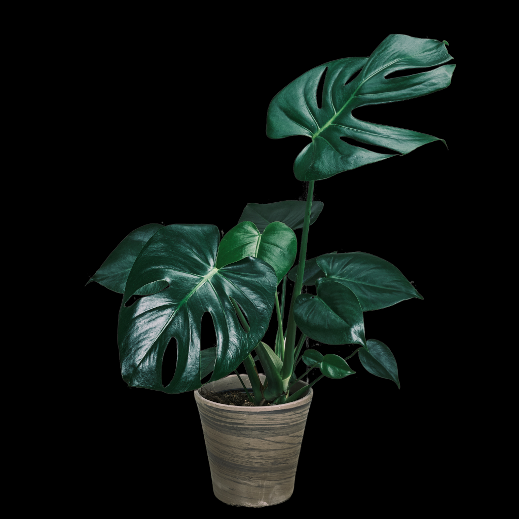 Philodendron Monstera Medium Plant