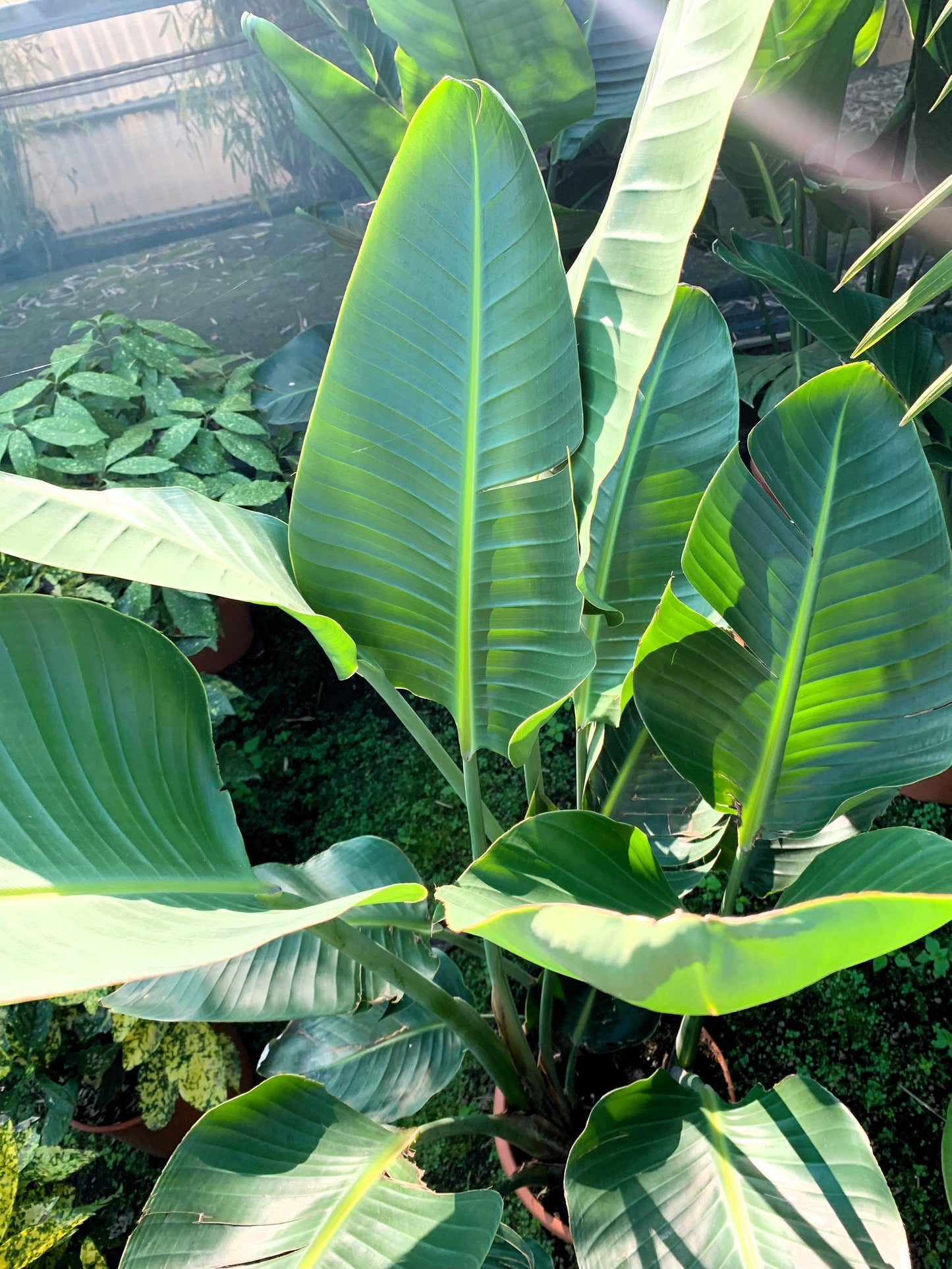 Strelitzia Nicolai XXL  ( Bird of Paradise )