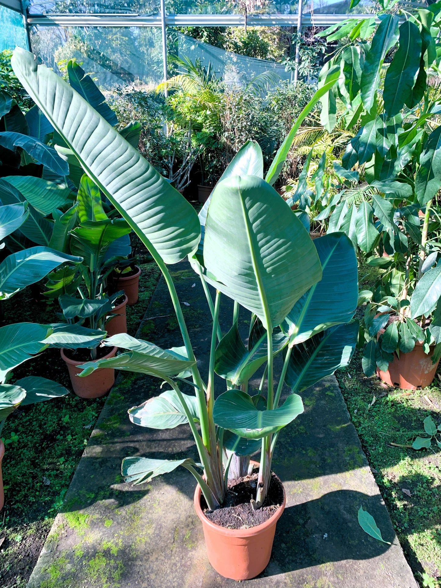 Strelitzia Nicolai XXL  ( Bird of Paradise )