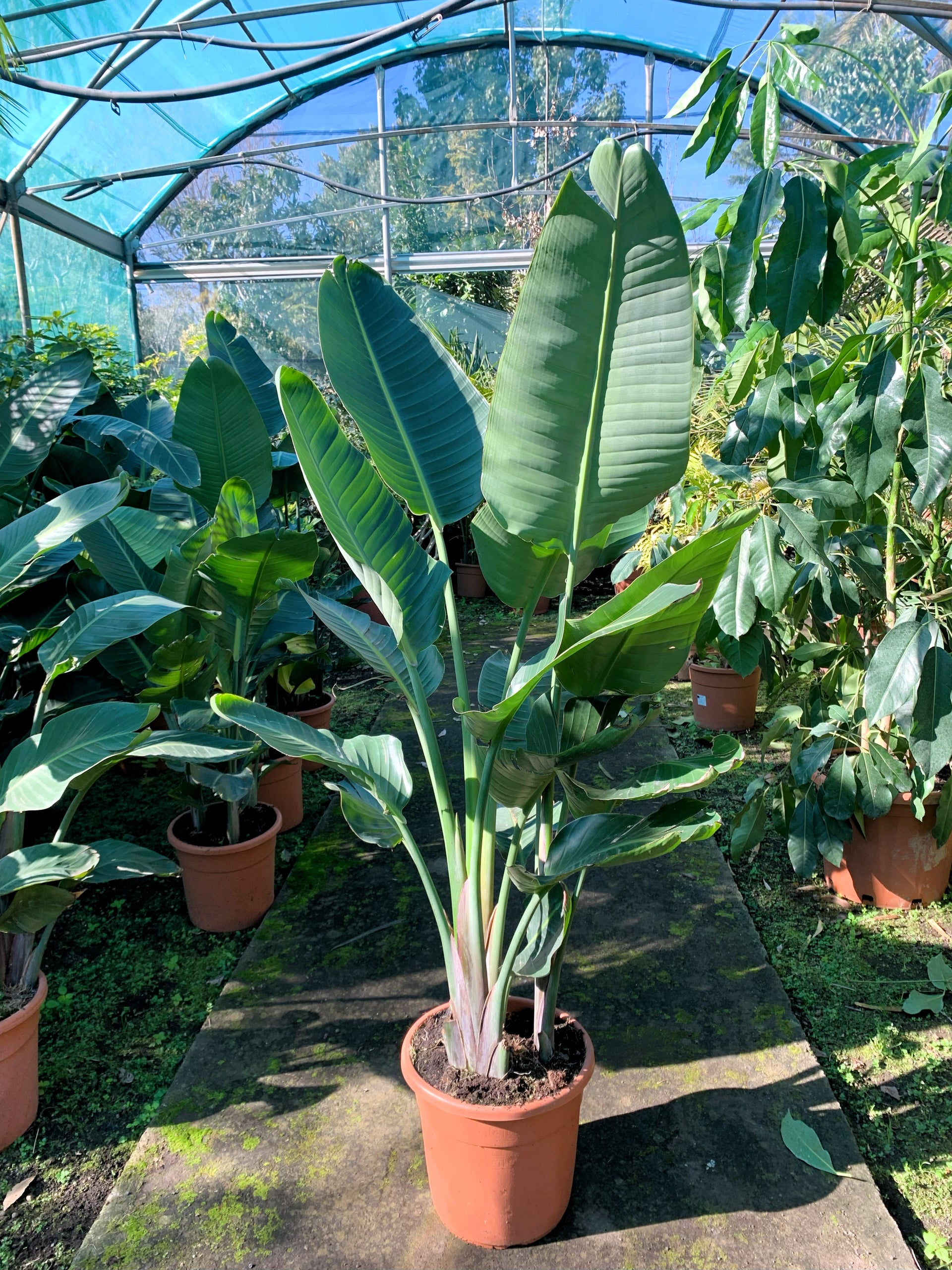 Strelitzia Nicolai XXL ( Bird of Paradise ) – Grow Unique Plants