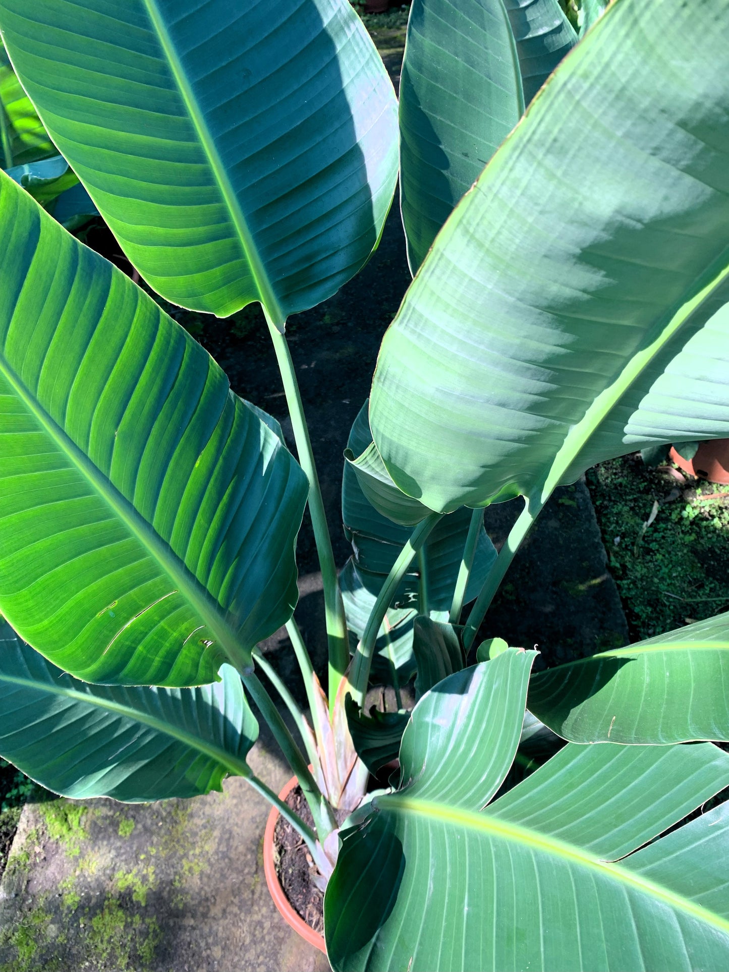 Strelitzia Nicolai XXL  ( Bird of Paradise )