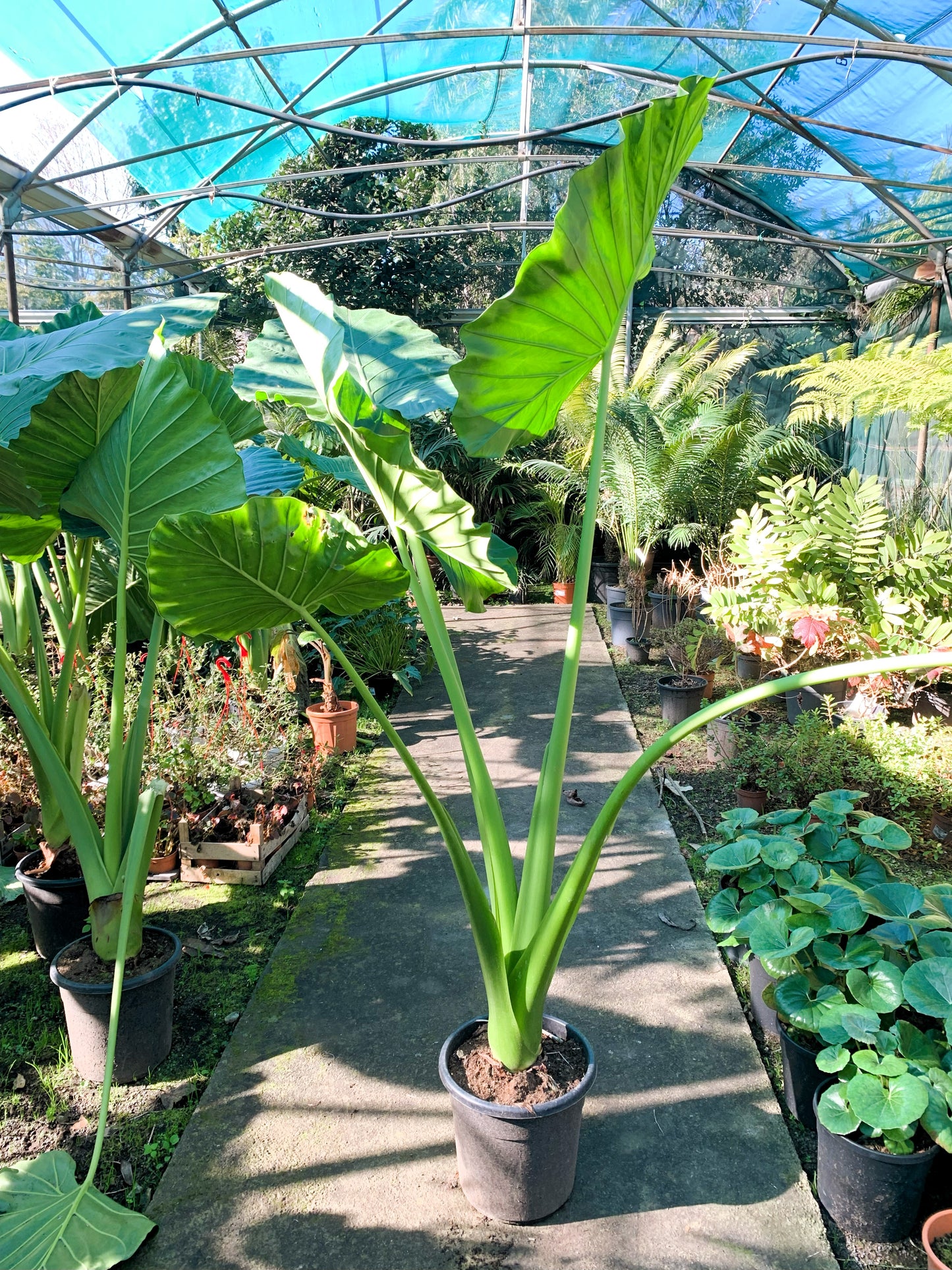 Alocasia Macrorrhizos XXL Plant