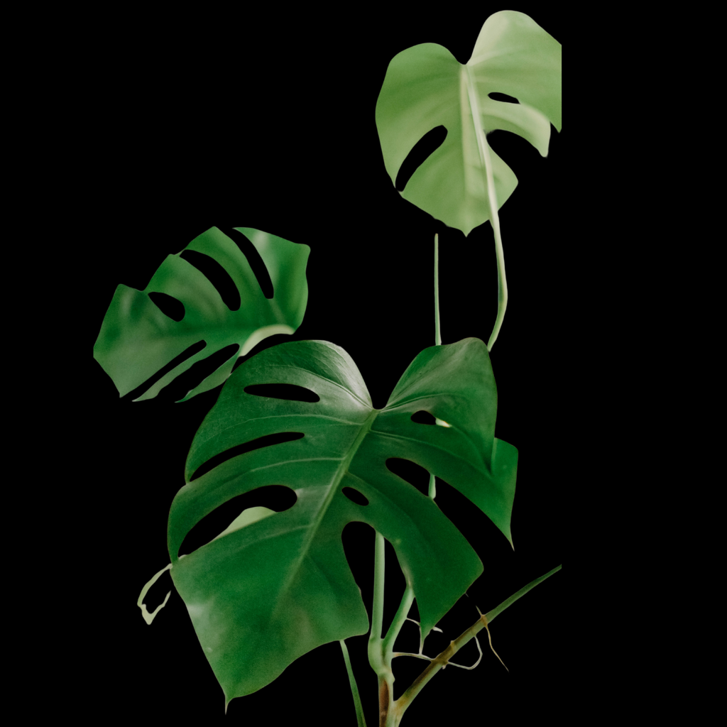 Philodendron Monstera Medium Plant