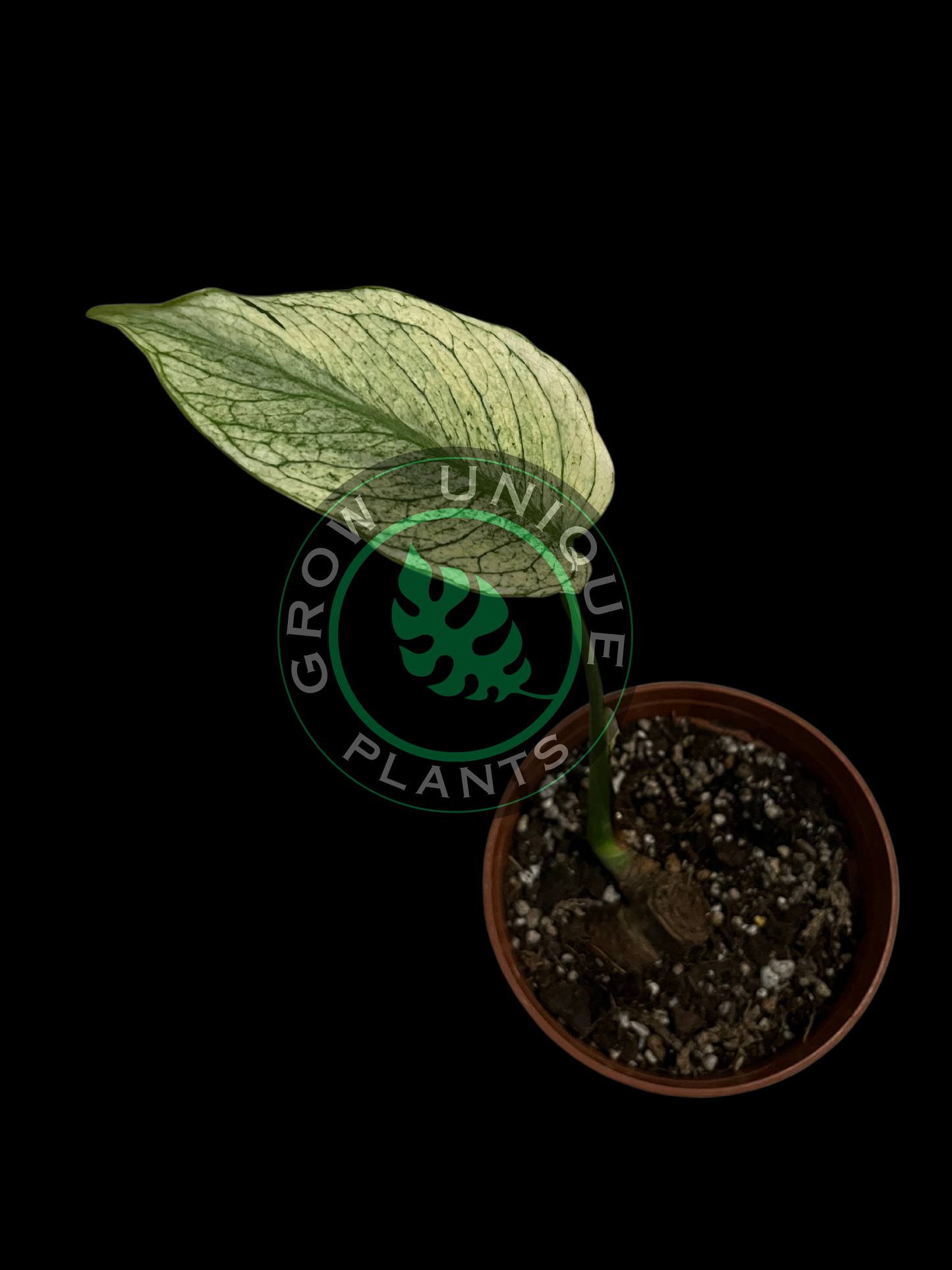 Philodendron Monstera DEVIL MONSTER Variegated (CUTTING LEAF)
