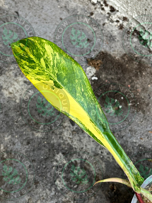 Philodendron Joepii Variegated Albo FULL Plant