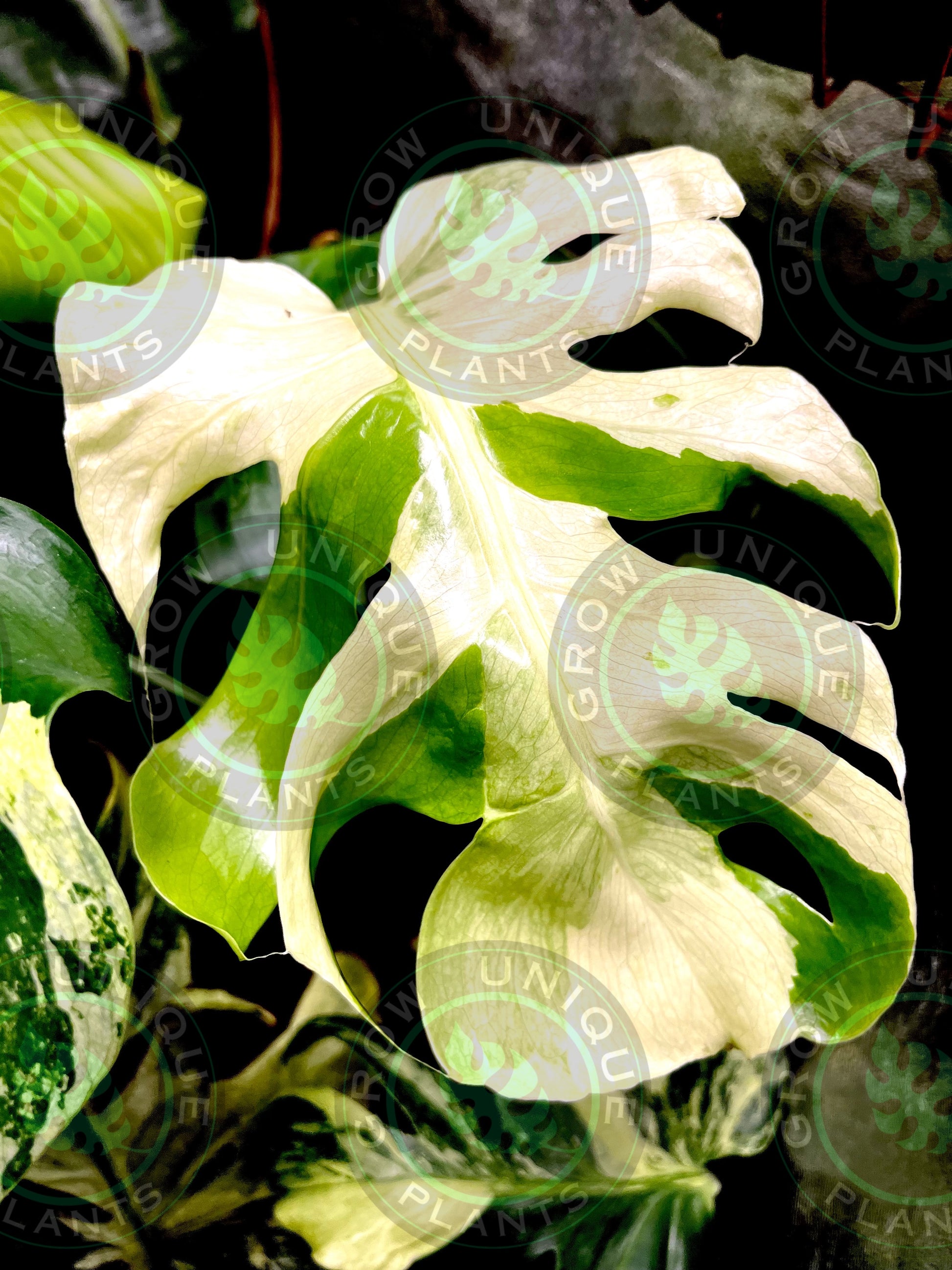 monstera deliciosa contorta Philodendron Monstera Ocean Mint Contorta (CUTTING LEAF)
