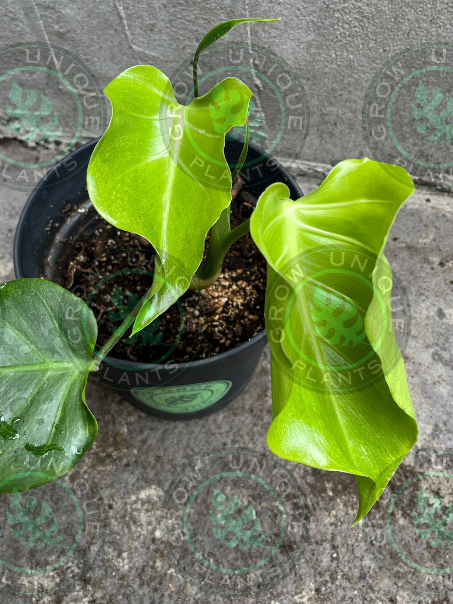 Philodendron Monstera Goblin Octopus Medium Plant (Unique)