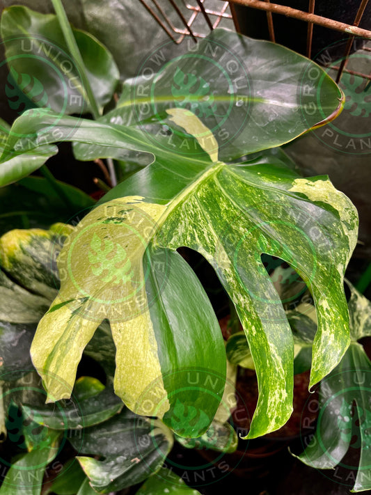 Monstera Ocean Mint Contorta - Cutting No Leafe - Yes Roots (3000Follower) Gift special price 29,99€