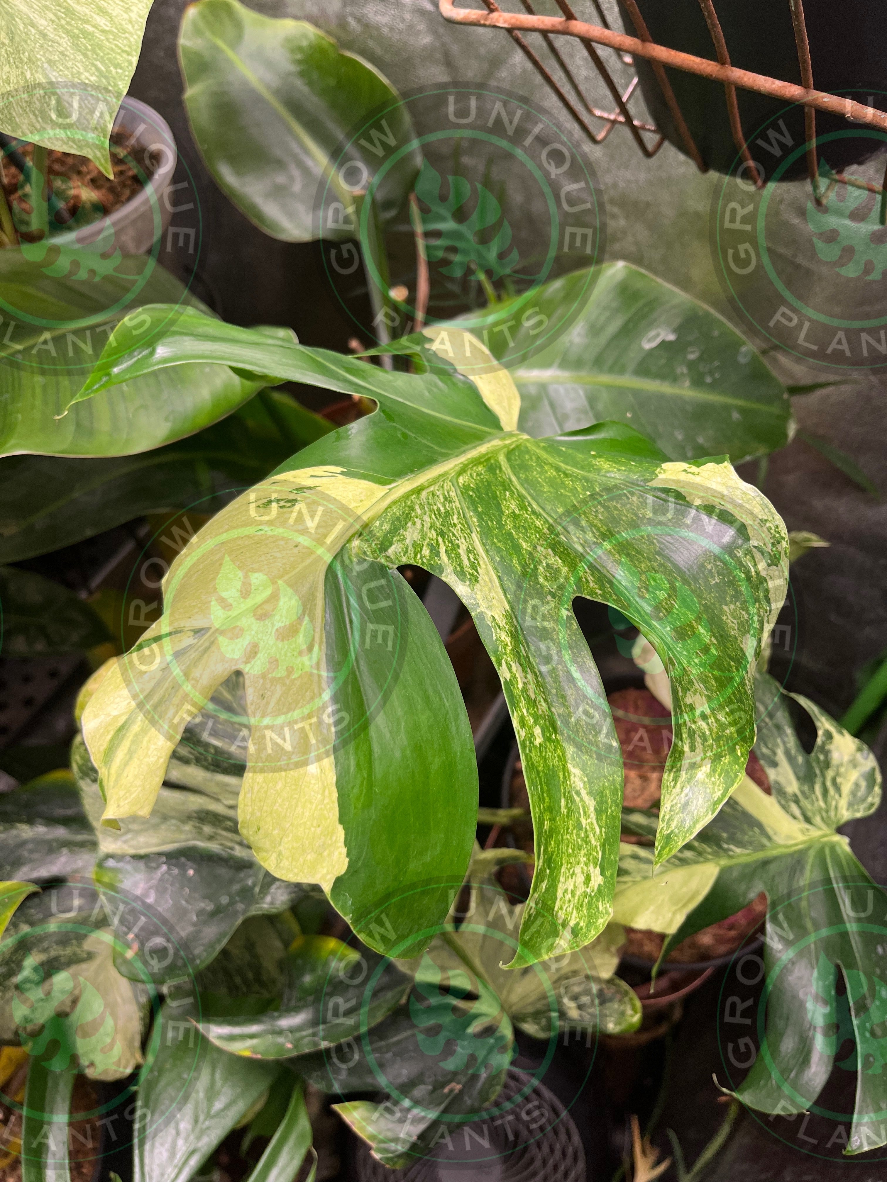 Philodendron Monstera Ocean Mint Contorta (CUTTING LEAF) – Grow