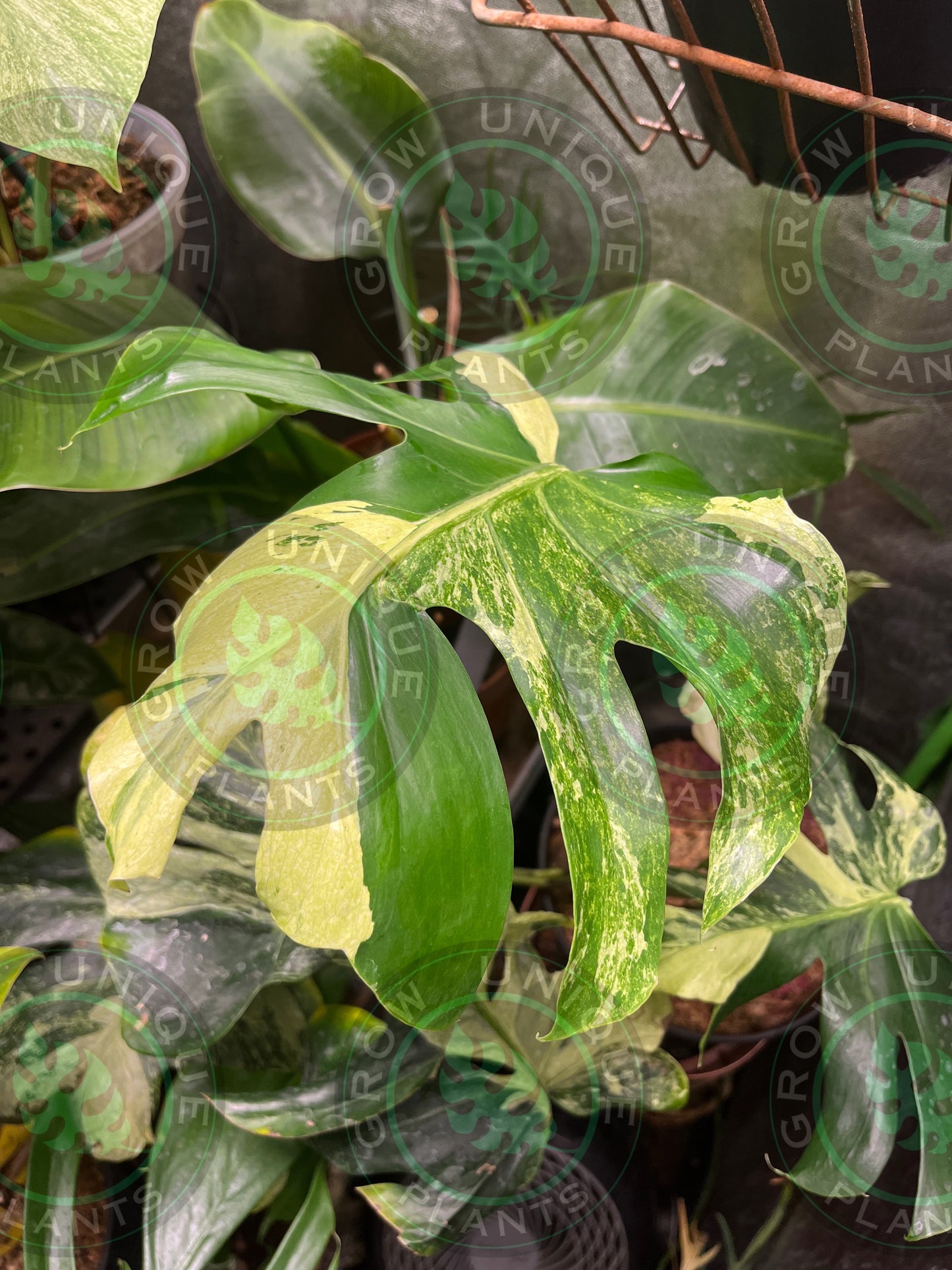 Philodendron Monstera Ocean Mint Contorta (CUTTING LEAF)