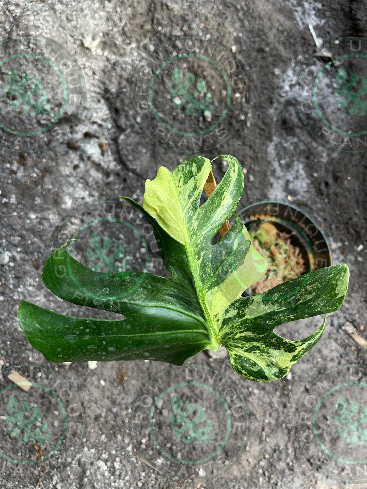 Philodendron Monstera Ocean Mint Contorta (CUTTING LEAF)