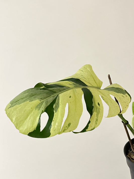 Philodendron Monstera Contorted Ocean Mint