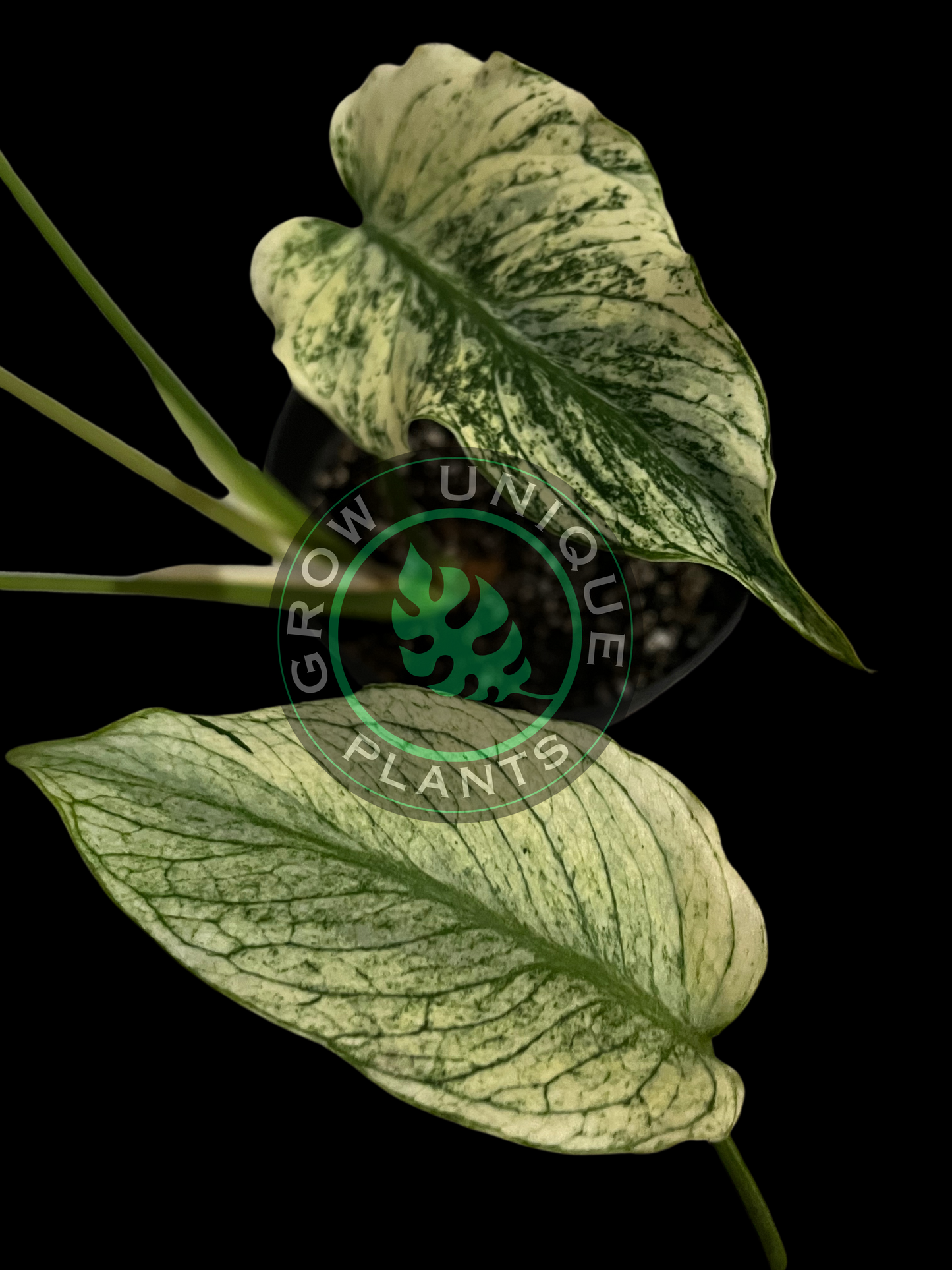 Philodendron Monstera DEVIL MONSTER Variegated (CUTTING LEAF)