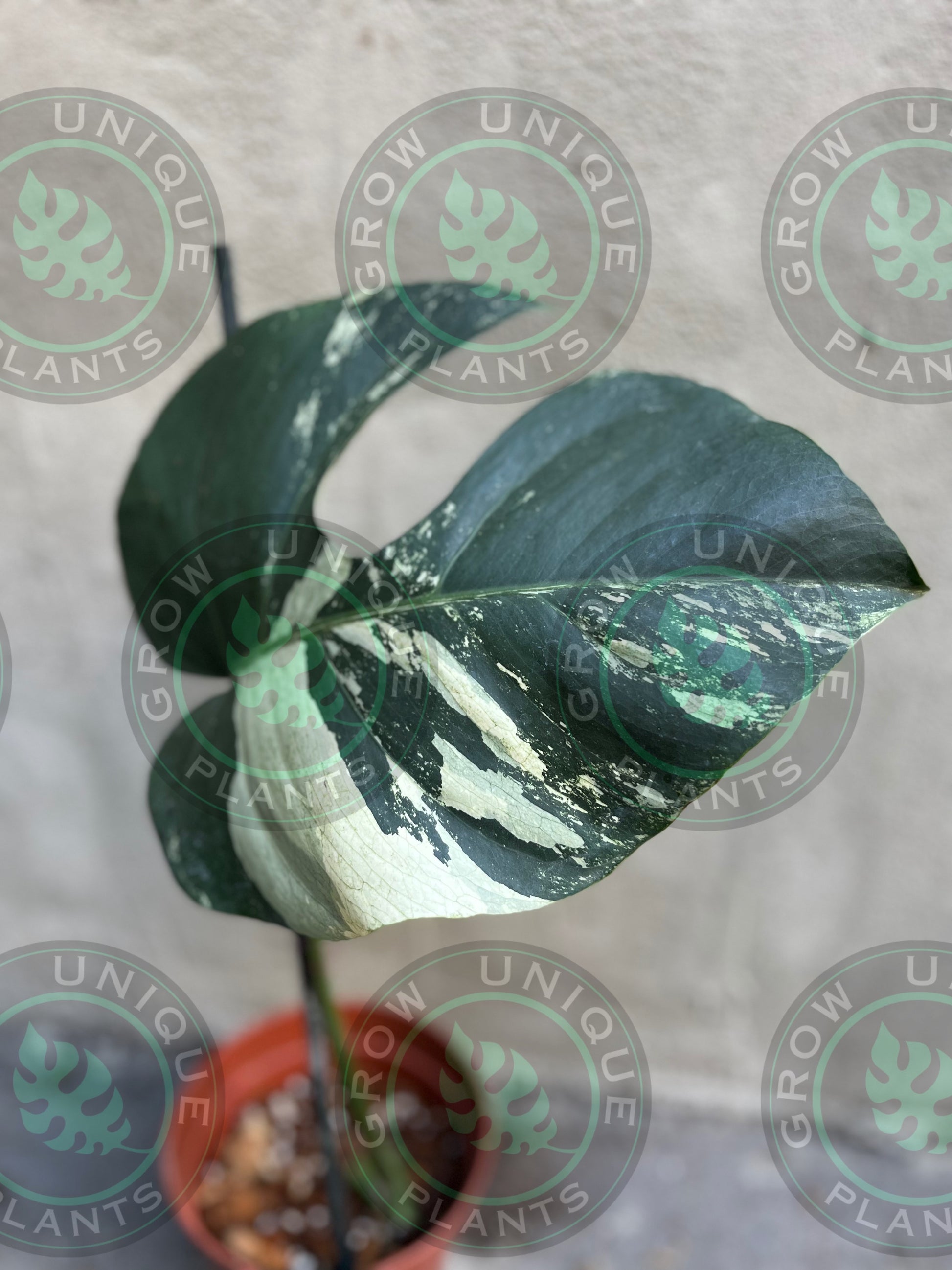 buy monstera cutting Philodendron Monstera Mint Cream Variegated (CUTTING LEAF) – Grow Unique Plants