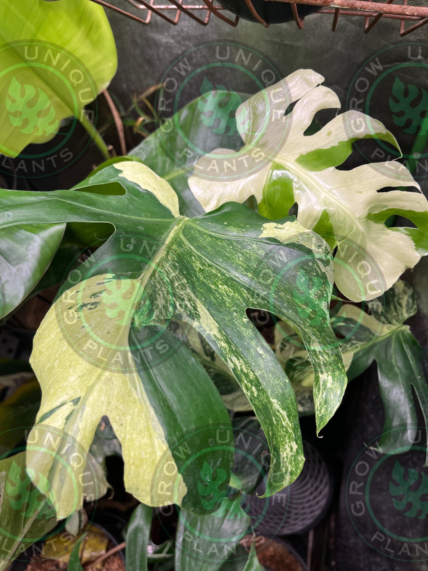 Philodendron Monstera Ocean Mint Contorta (CUTTING LEAF)