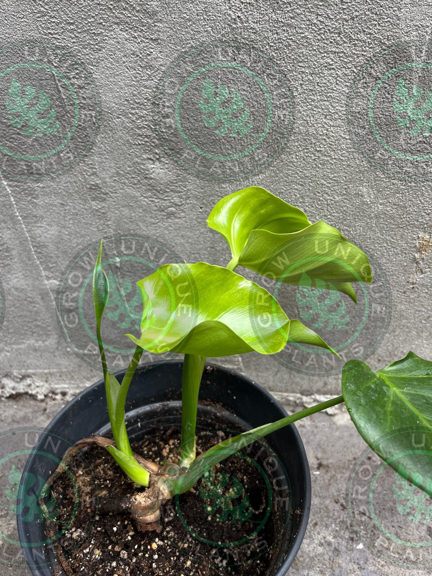 Philodendron Monstera Goblin Octopus Medium Plant (Unique)