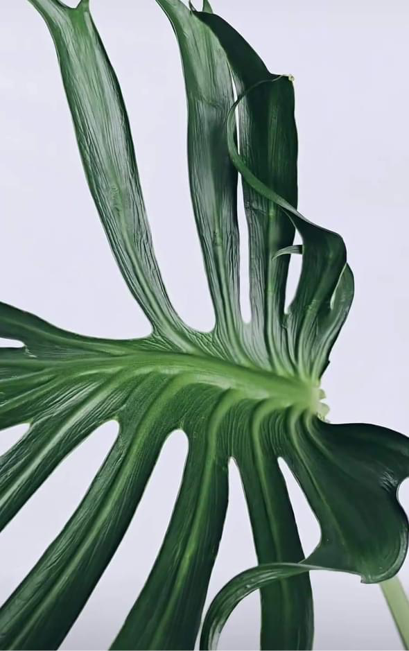 Philodendron Monstera Unniiae (CUTTING LEAF)