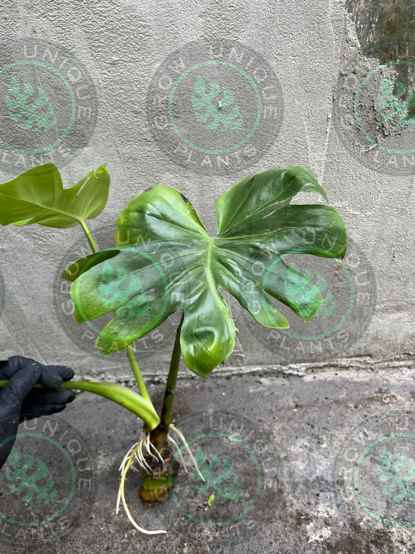 Philodendron Monstera Contorta GoG (Green on Green) - XL Plant
