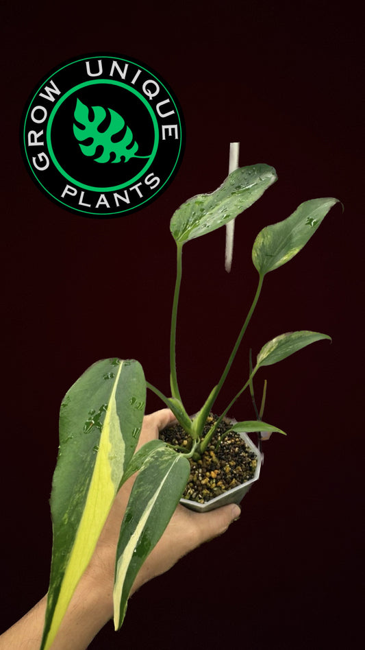 Philodendron Monstera Flame Variegated (CUTTING LEAF)