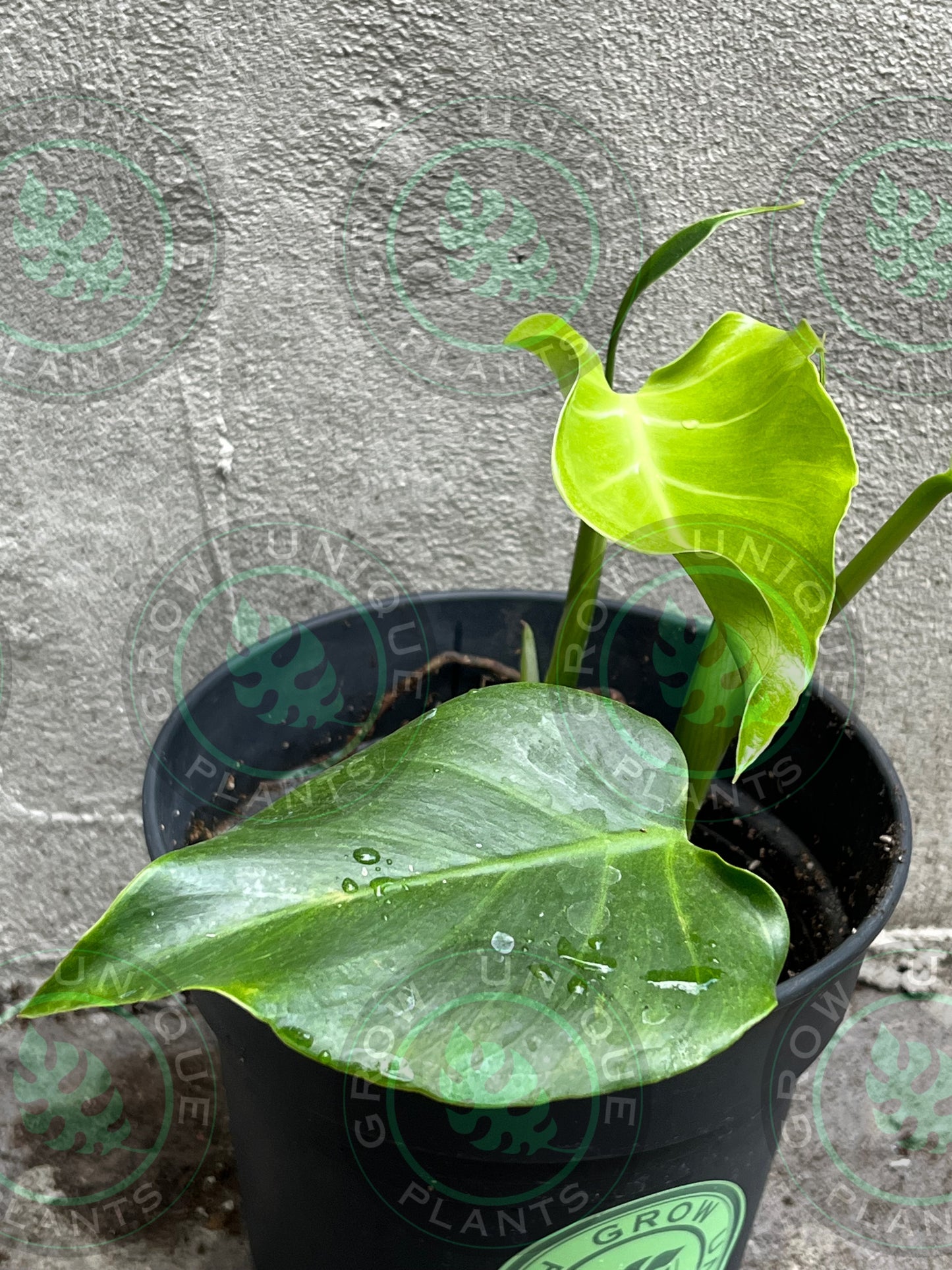 Philodendron Monstera Goblin Octopus Medium Plant (Unique)