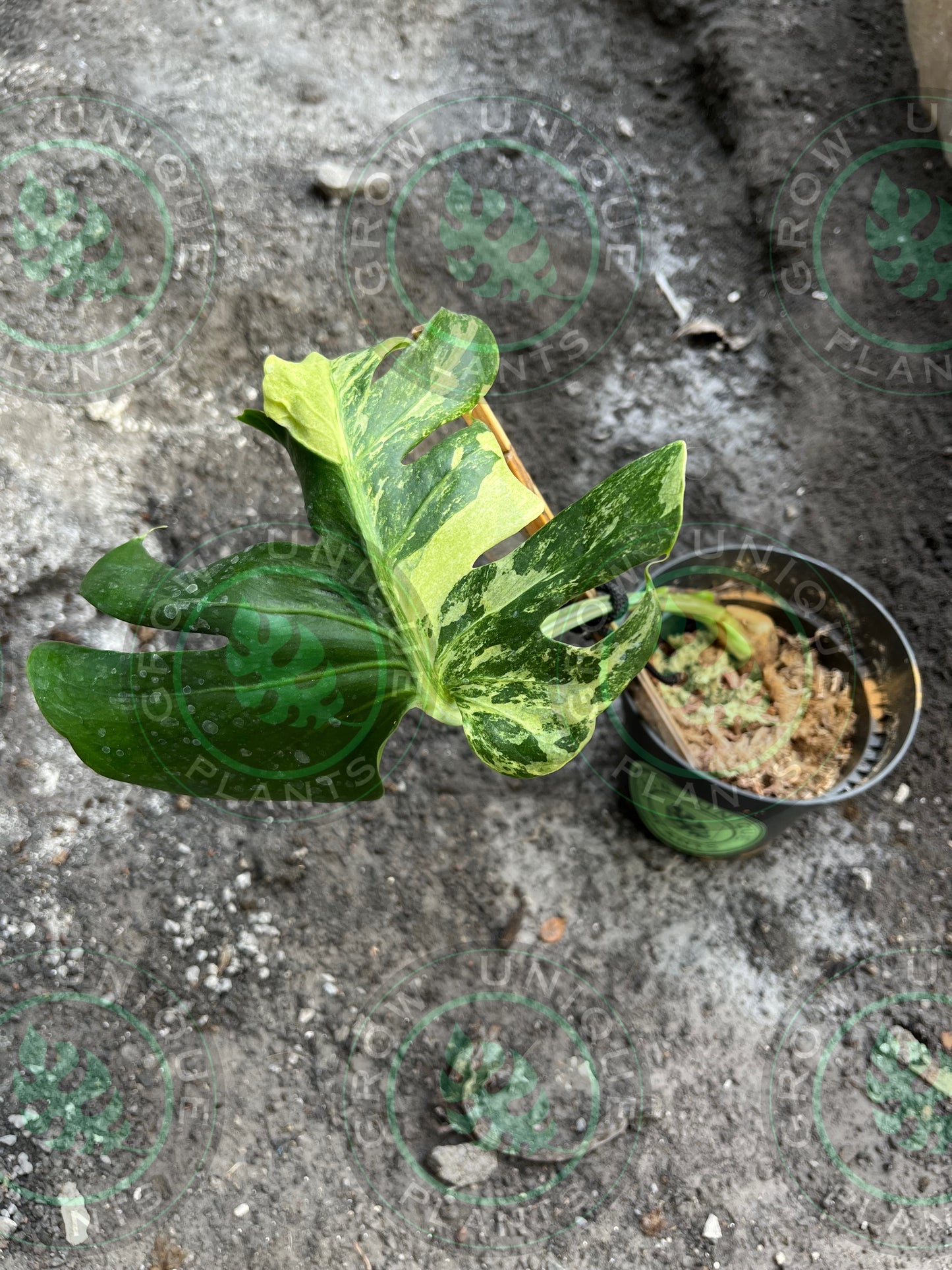 Philodendron Monstera Ocean Mint Contorta (CUTTING LEAF)