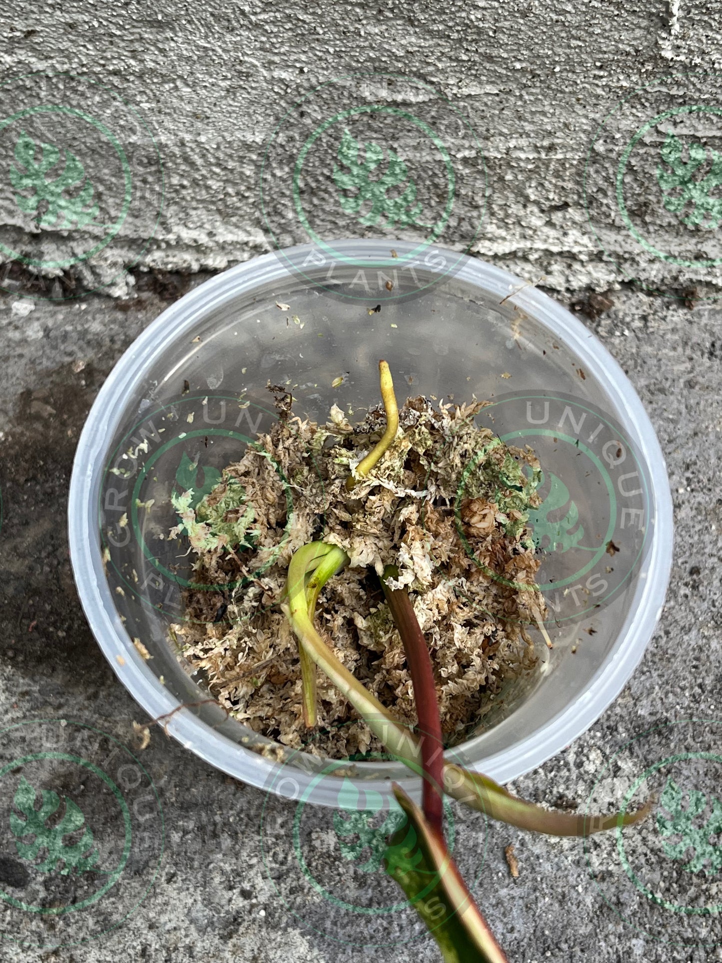 Philodendron Joepii Variegated Albo FULL Plant