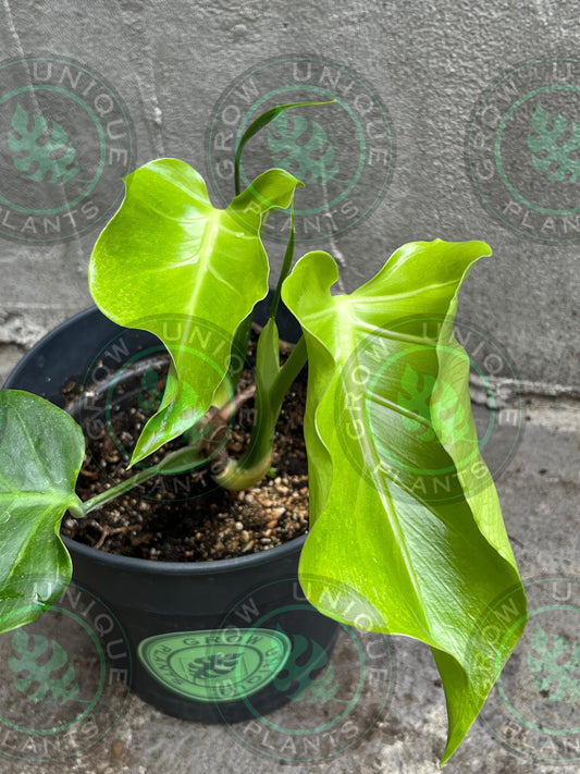 Philodendron Monstera Goblin Octopus Medium Plant (Unique)