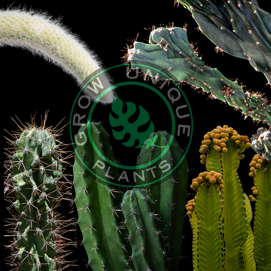 UniqueBox Cactus Special