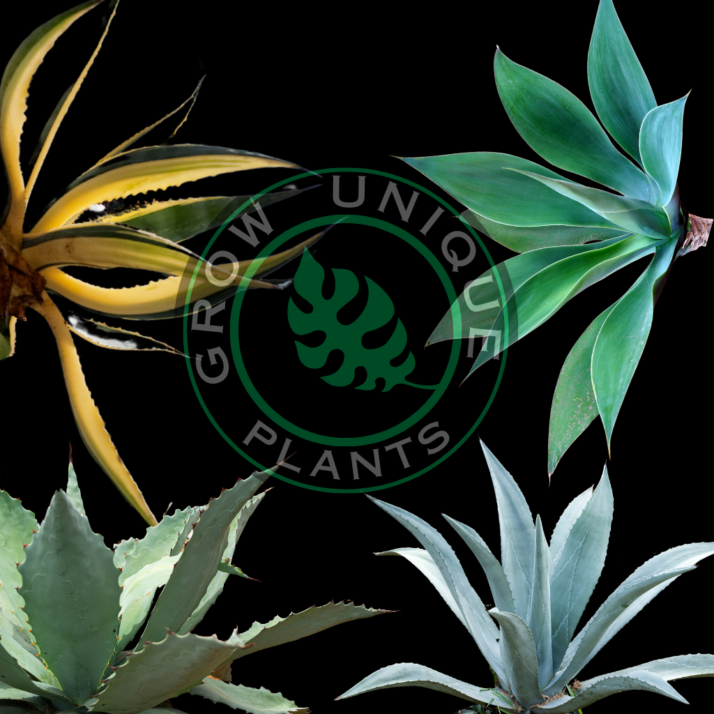 UniqueBox Agave Special