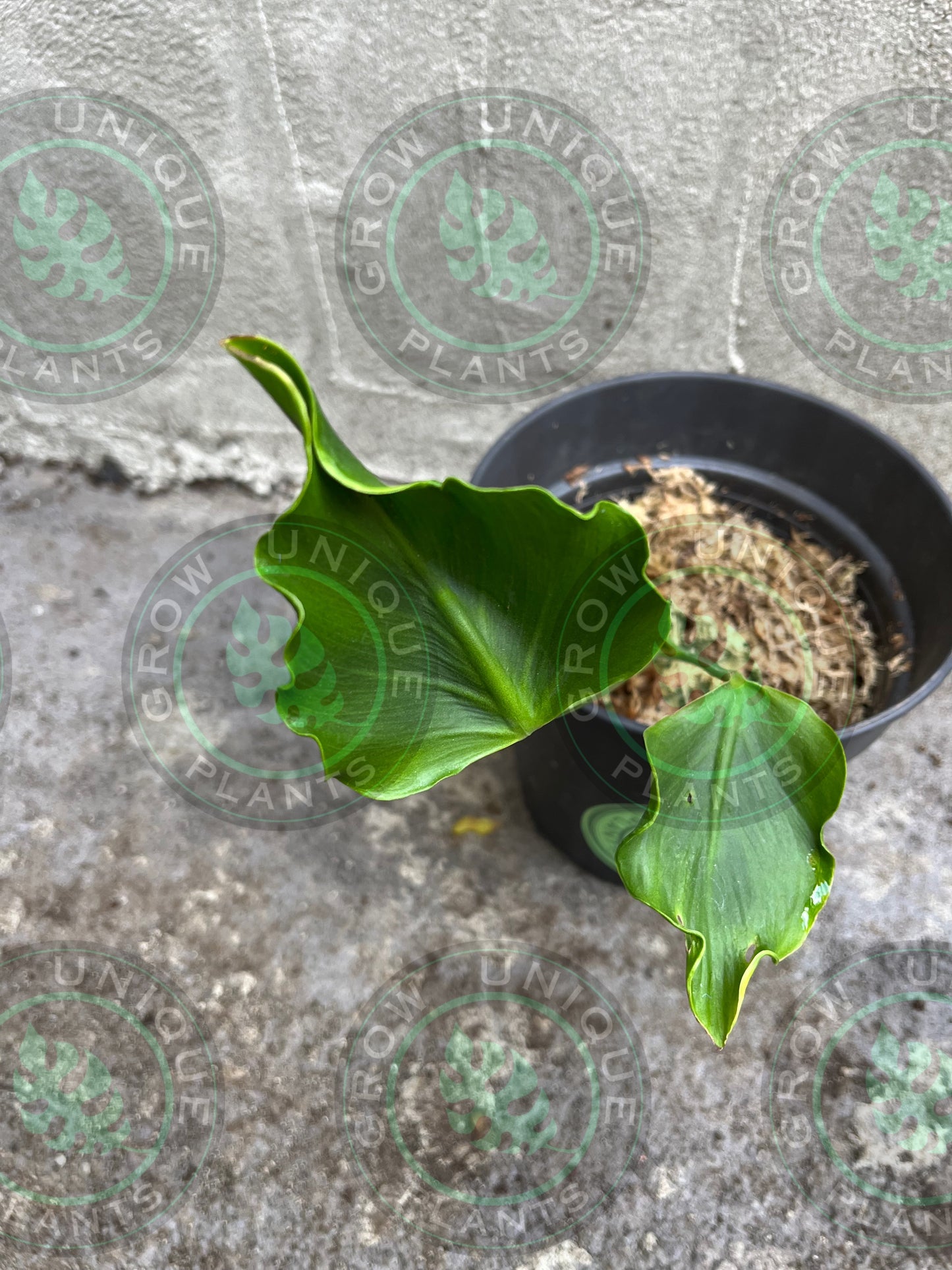 Philodendron Monstera Unniiae