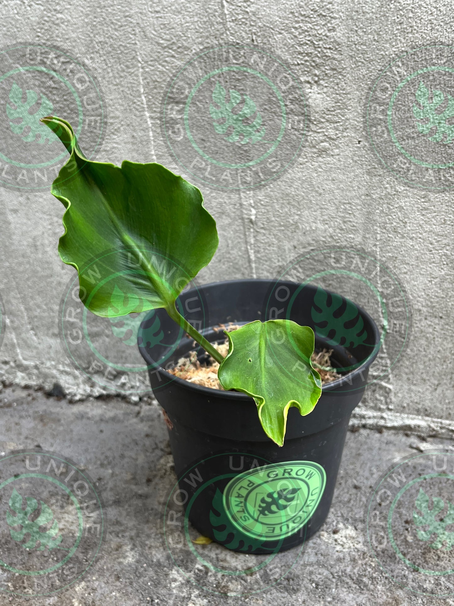 Philodendron Monstera Unniiae