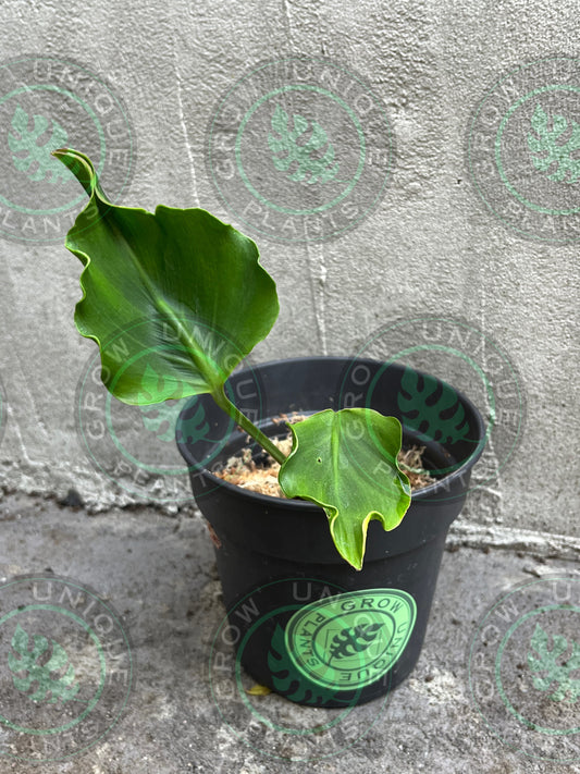 Philodendron Monstera Unniiae