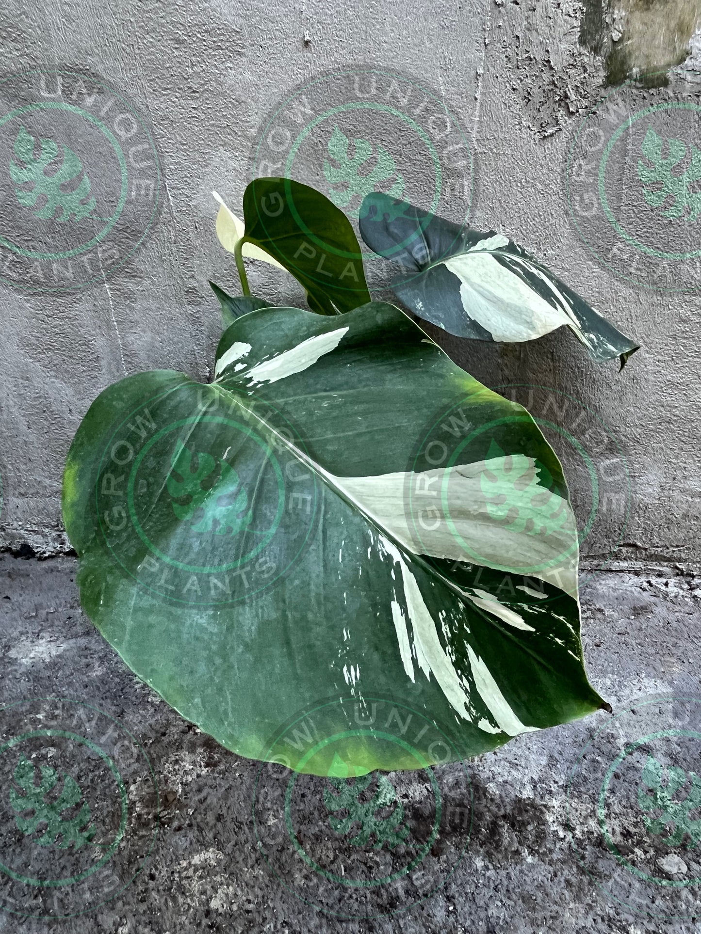 Philodendron Monstera Mint Cream Medium - Unique Plant