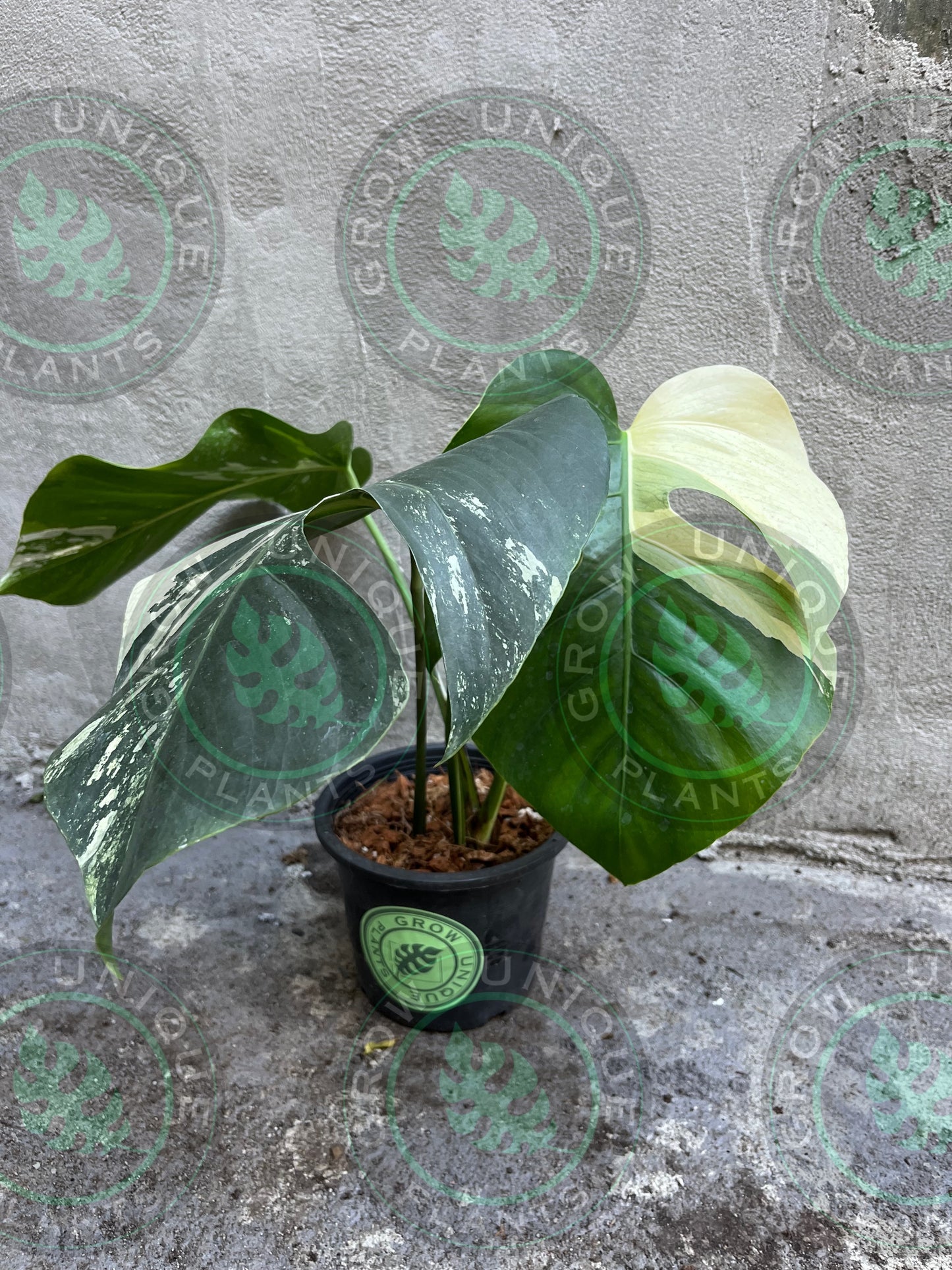 Philodendron Monstera Mint Cream Medium - Unique Plant
