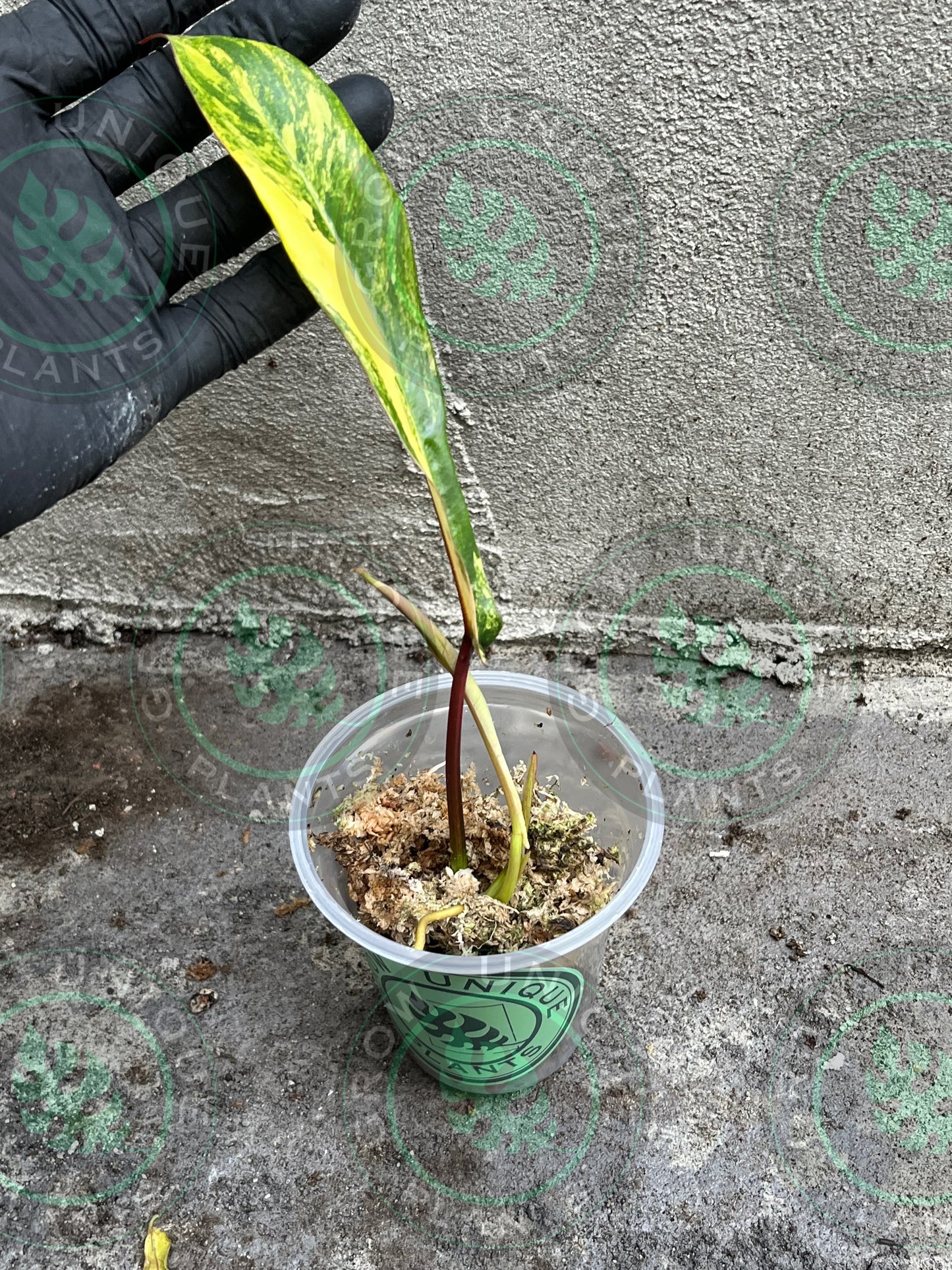 Philodendron Joepii Variegated Albo FULL Plant