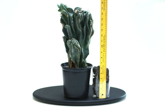 Cactus Cereus Peruvianus
