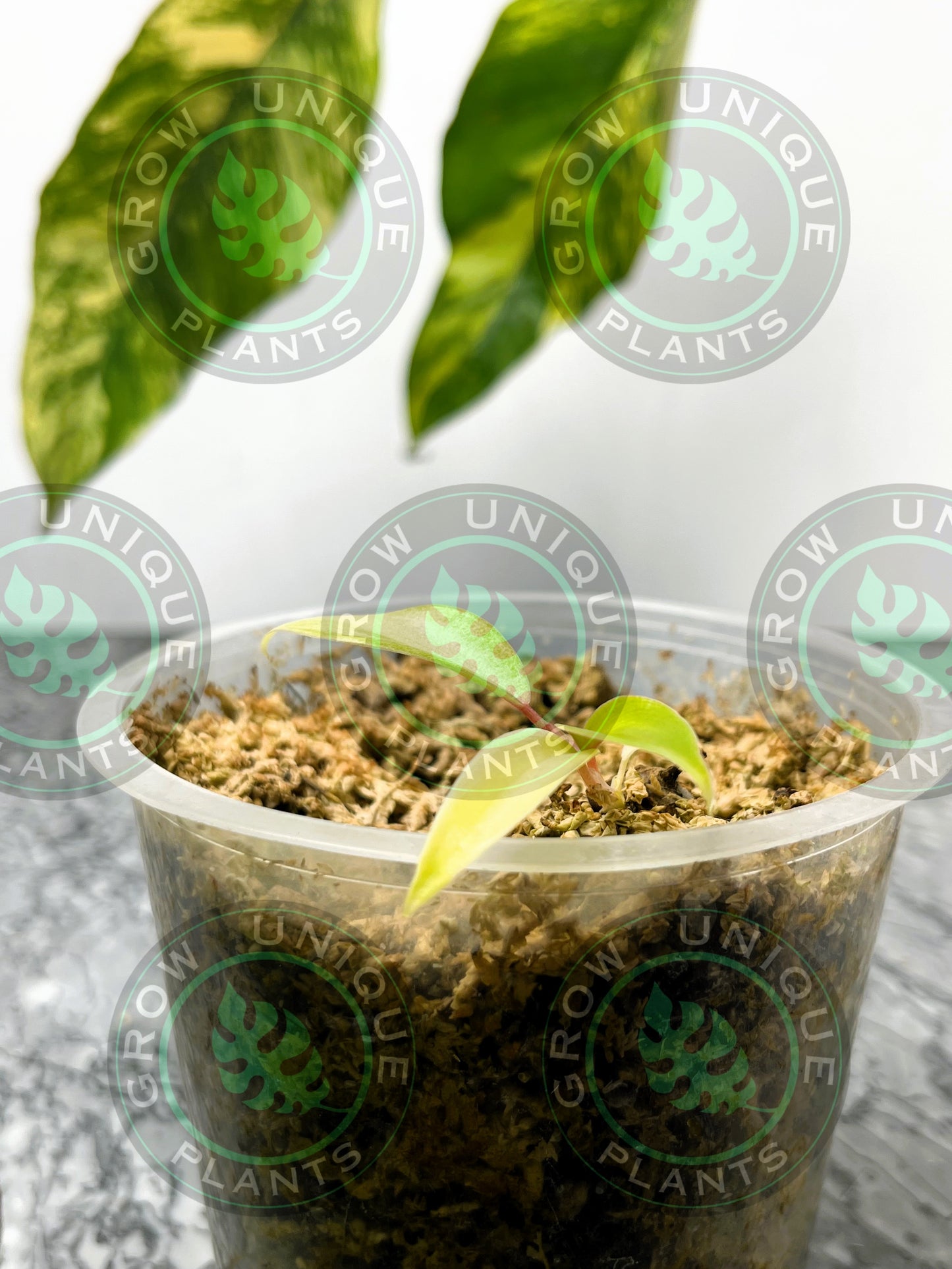 Philodendron Joepii Variegated Albo FULLMOON Baby Plants