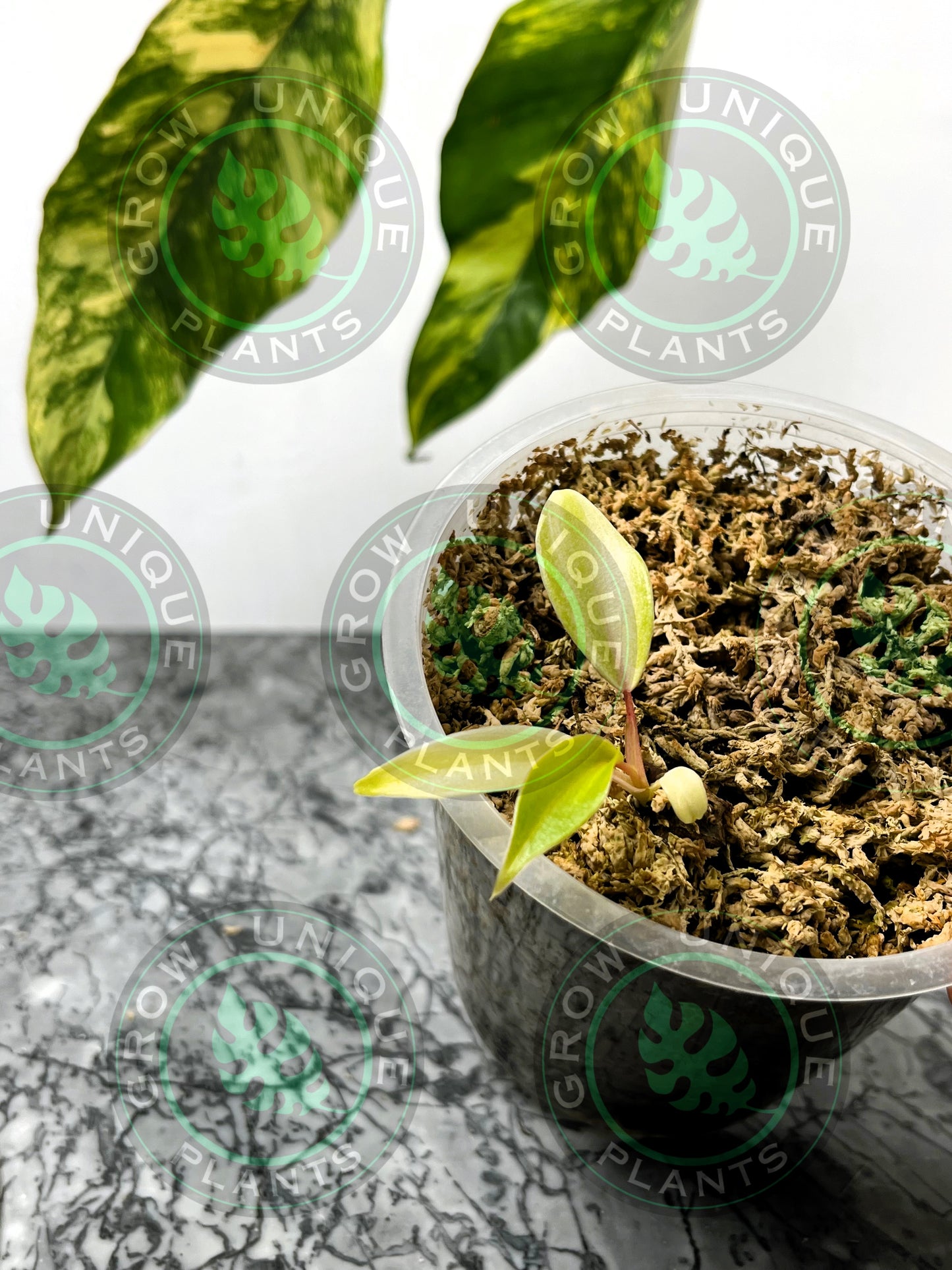 Philodendron Joepii Variegated Albo FULLMOON Baby Plants