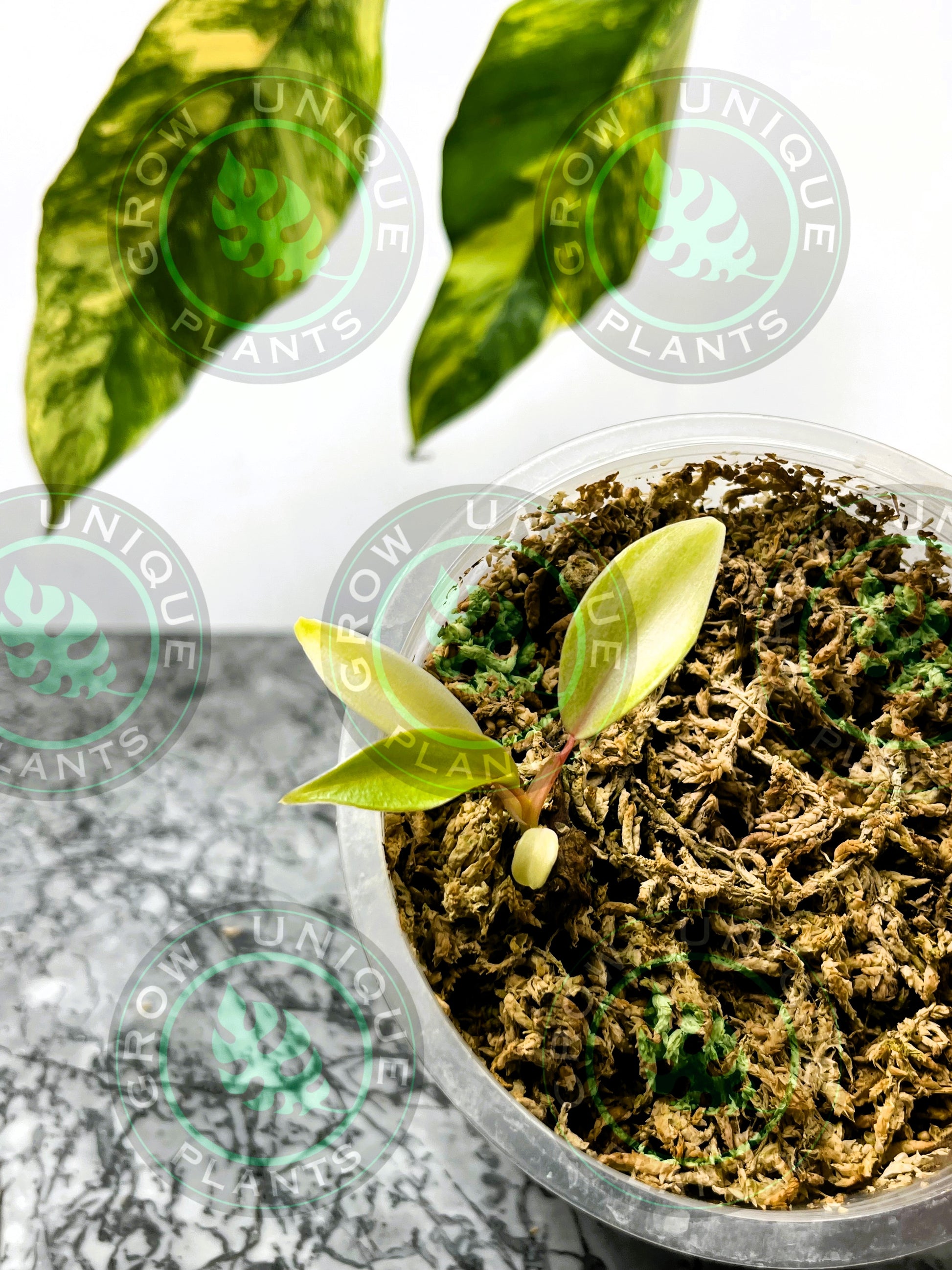 philodendron joepii variegated Philodendron Joepii Variegated Albo FULLMOON Baby Plants