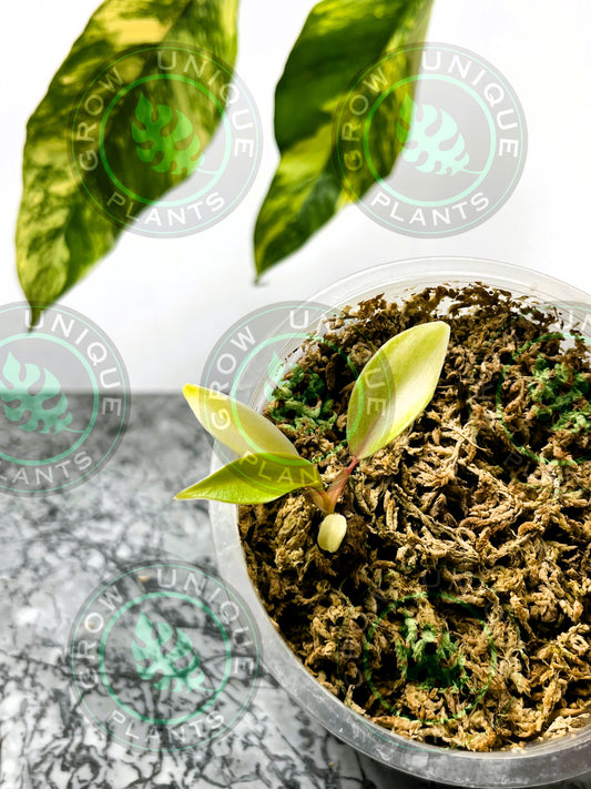 Philodendron Joepii Variegated Albo FULLMOON Baby Plants