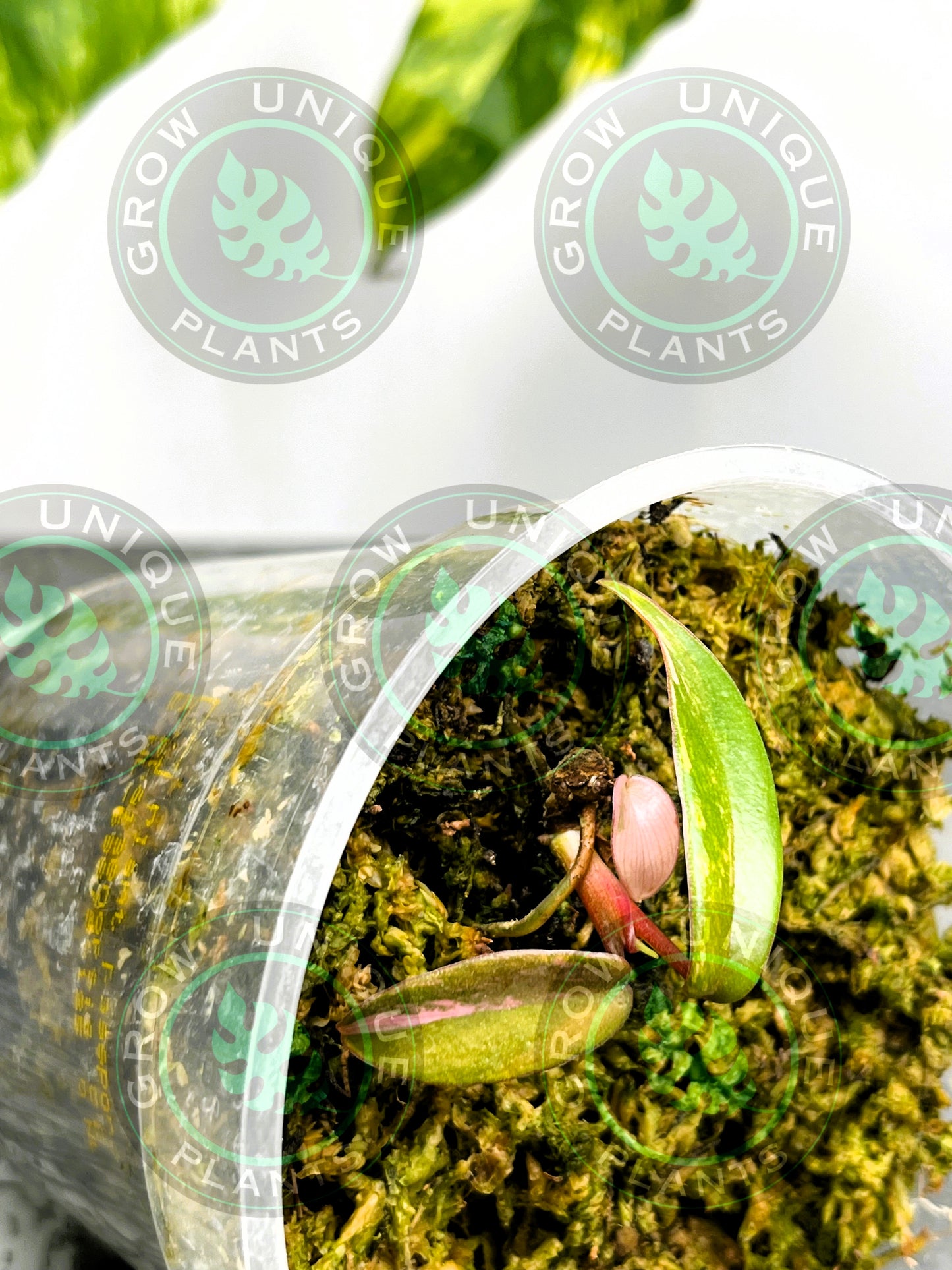 Philodendron Joepii Variegated Albo 2x Baby Plant