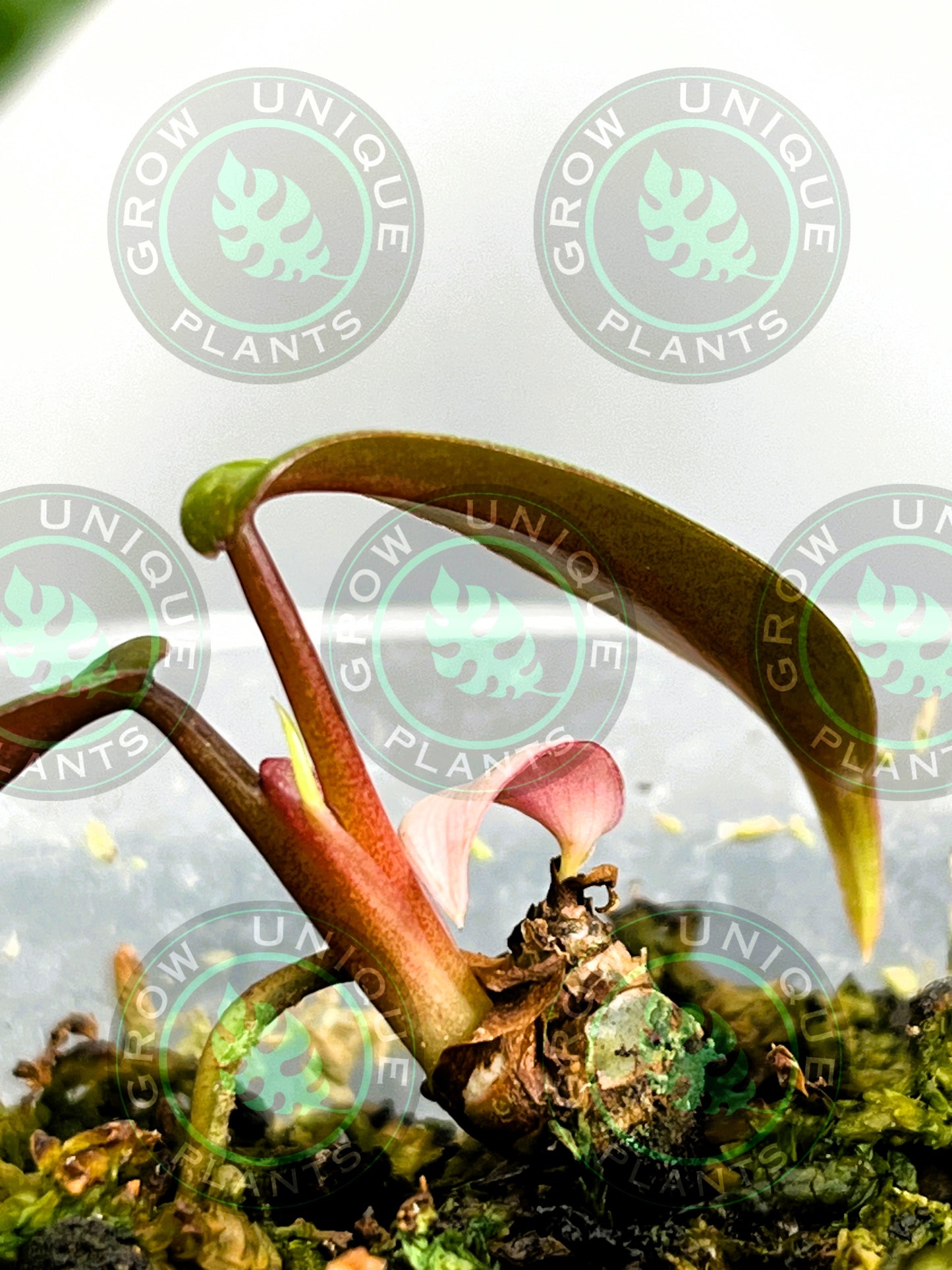 Philodendron Joepii Variegated Albo 2x Baby Plant