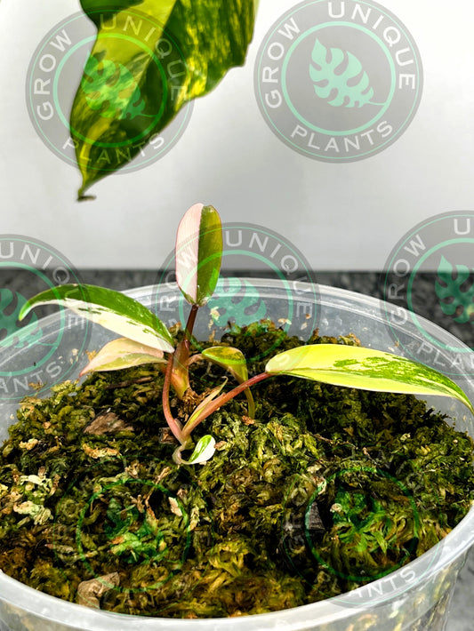 Philodendron Joepii Variegated Albo HALFMOON 2X Baby Plants