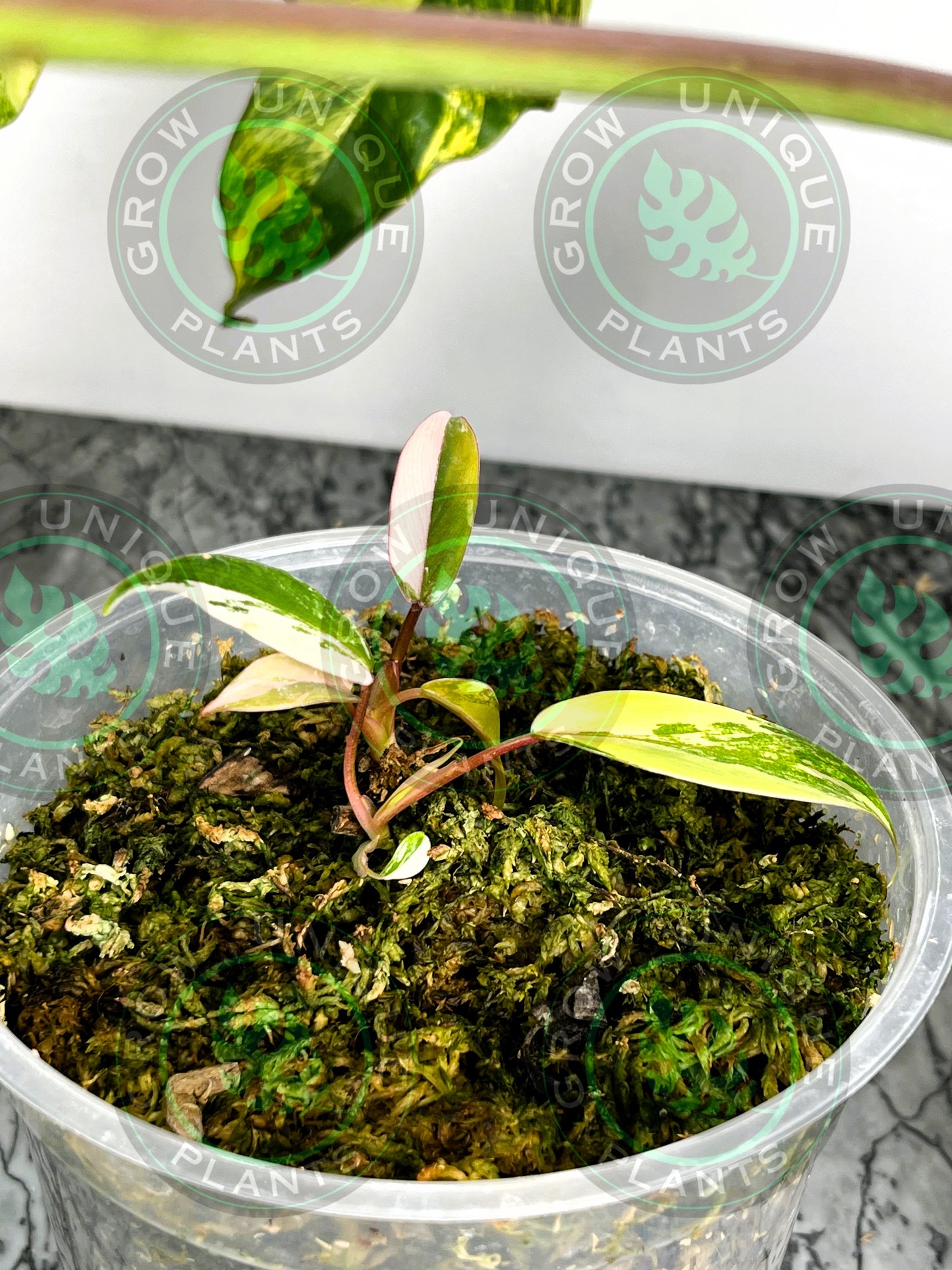 Philodendron Joepii Variegated Albo HALFMOON 2X Baby Plants