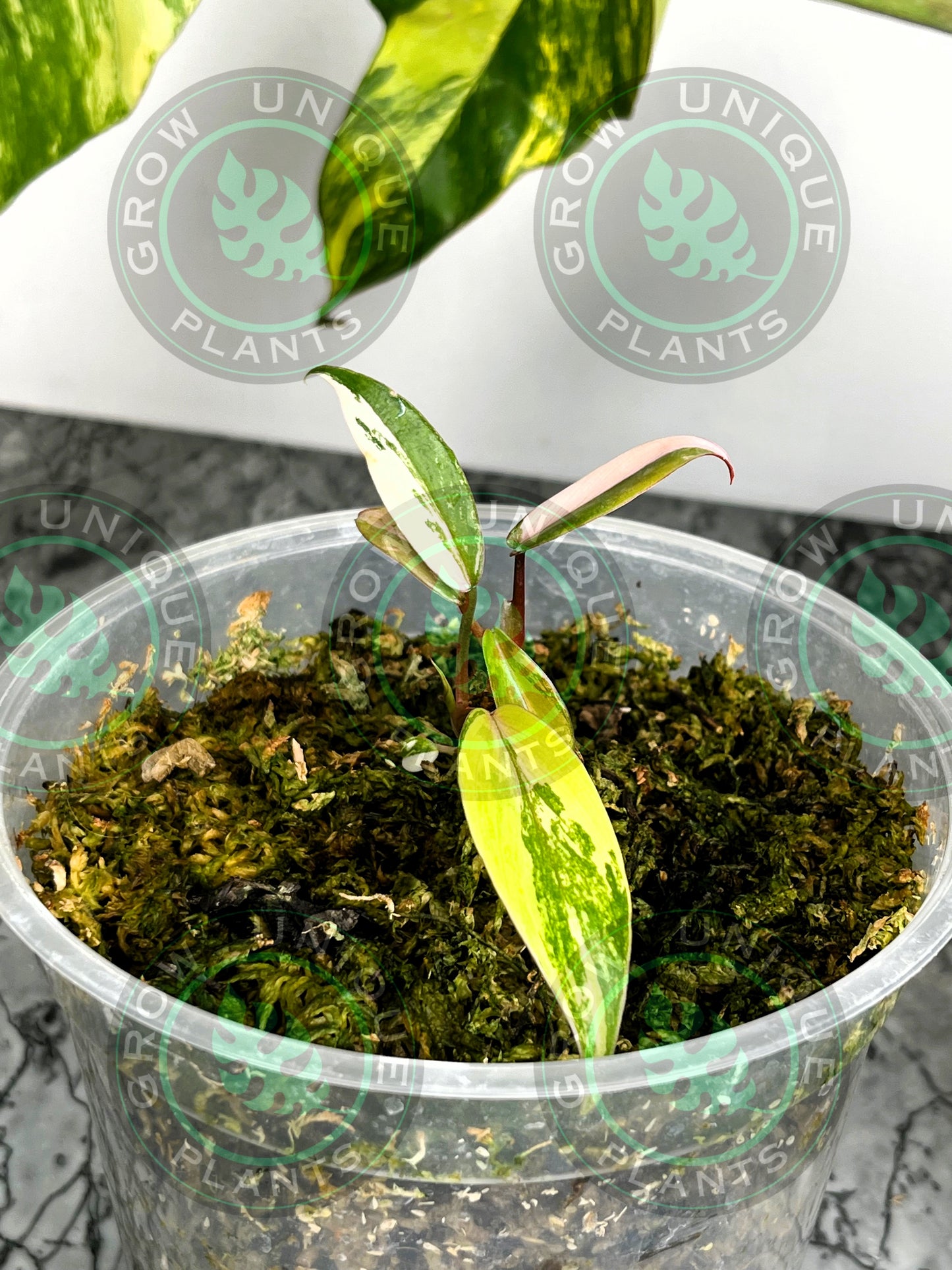 Philodendron Joepii Variegated Albo HALFMOON 2X Baby Plants