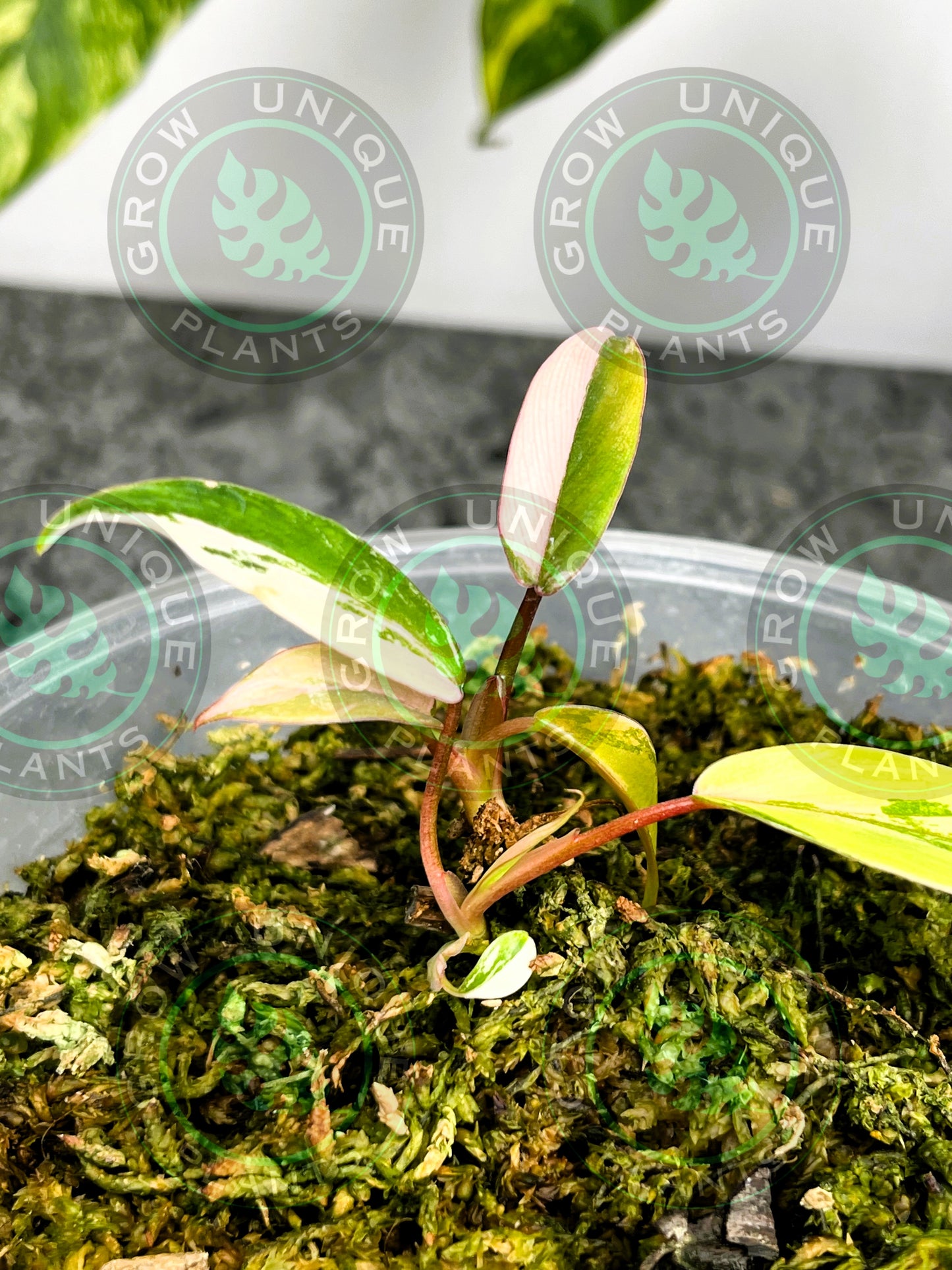 Philodendron Joepii Variegated Albo HALFMOON 2X Baby Plants