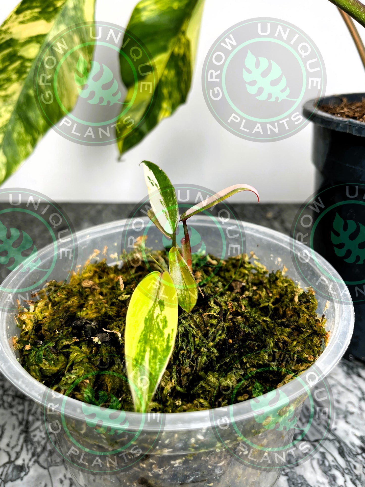 Philodendron Joepii Variegated Albo HALFMOON 2X Baby Plants