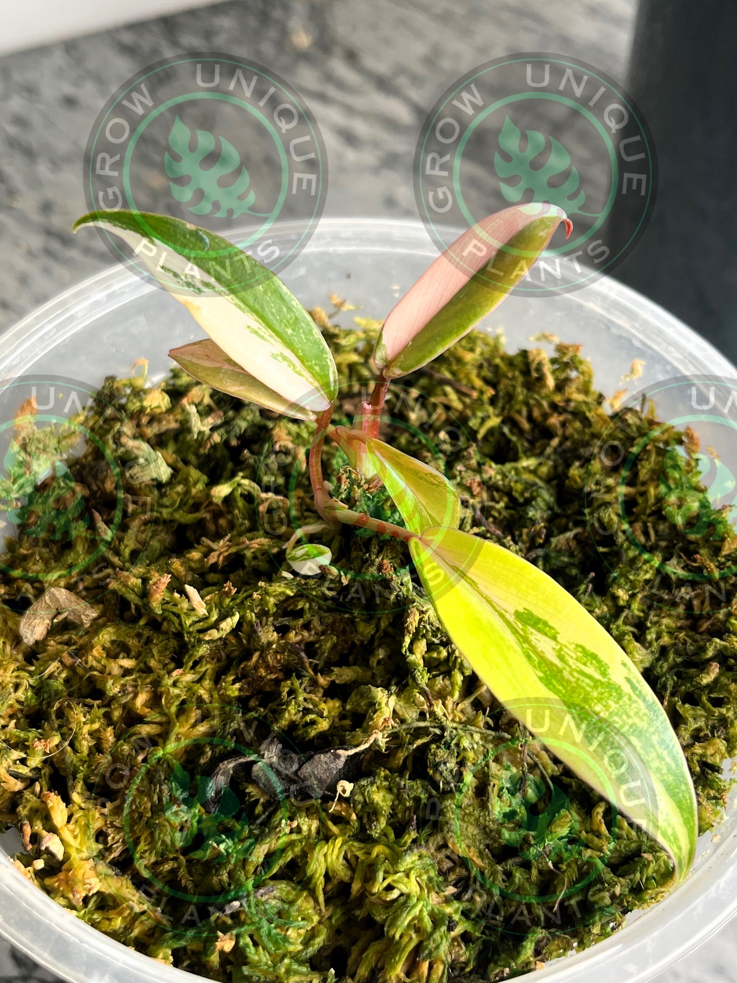 Philodendron Joepii Variegated Albo HALFMOON 2X Baby Plants