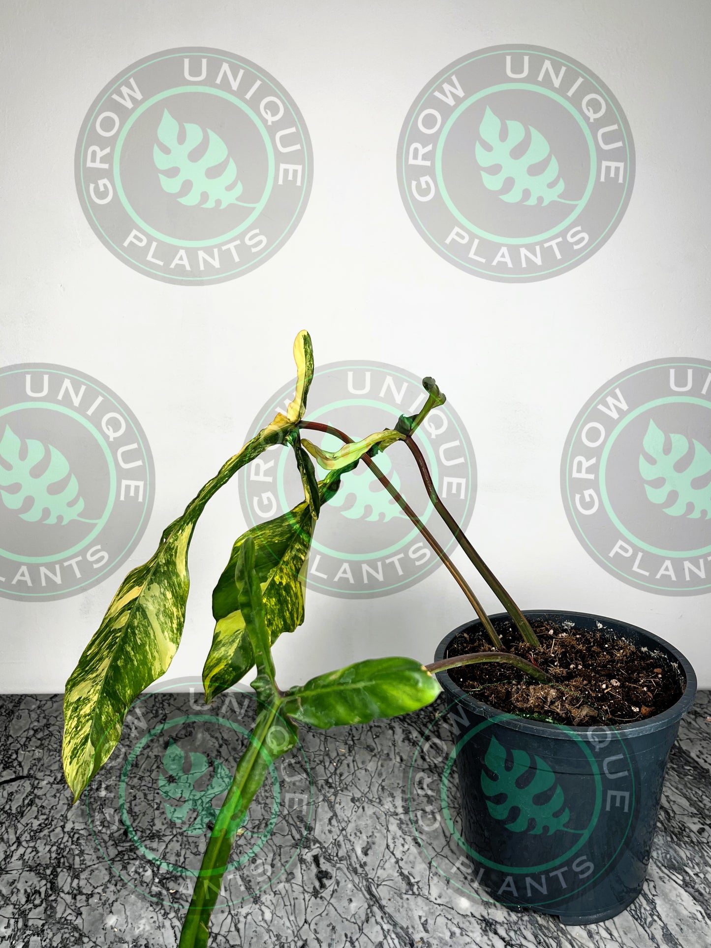 Philodendron Joepii Variegated Albo XXL Big Form Plant